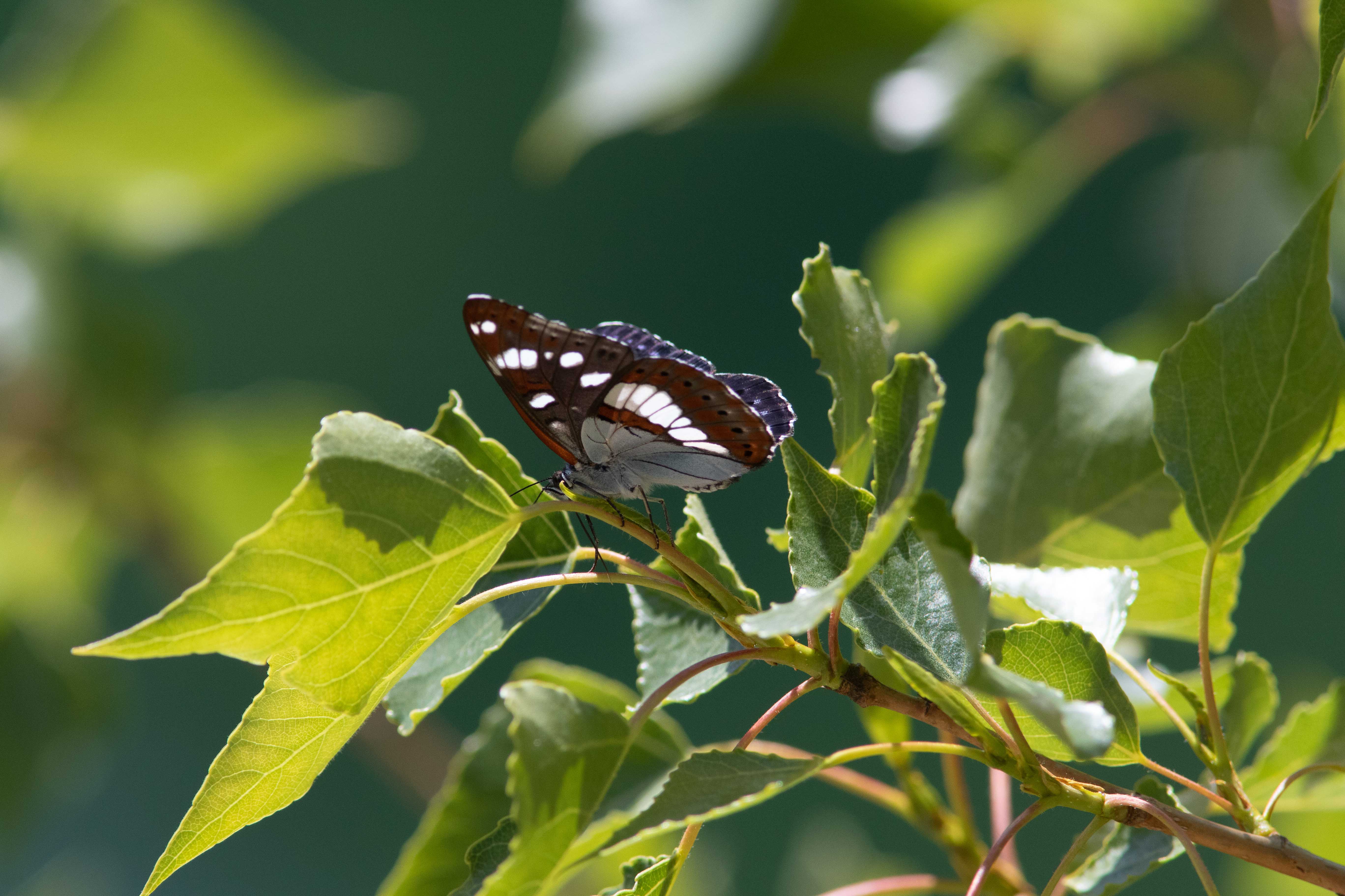 Miniature