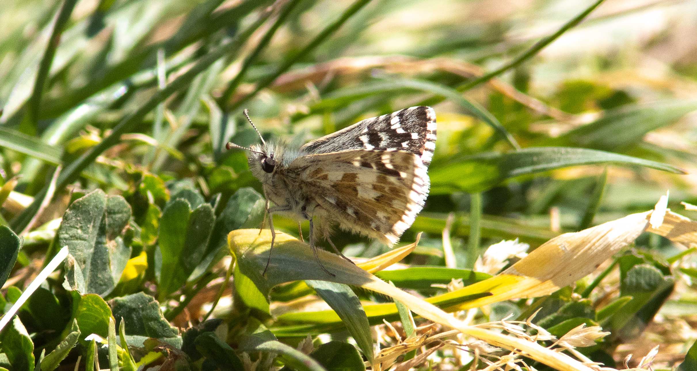 Miniature
