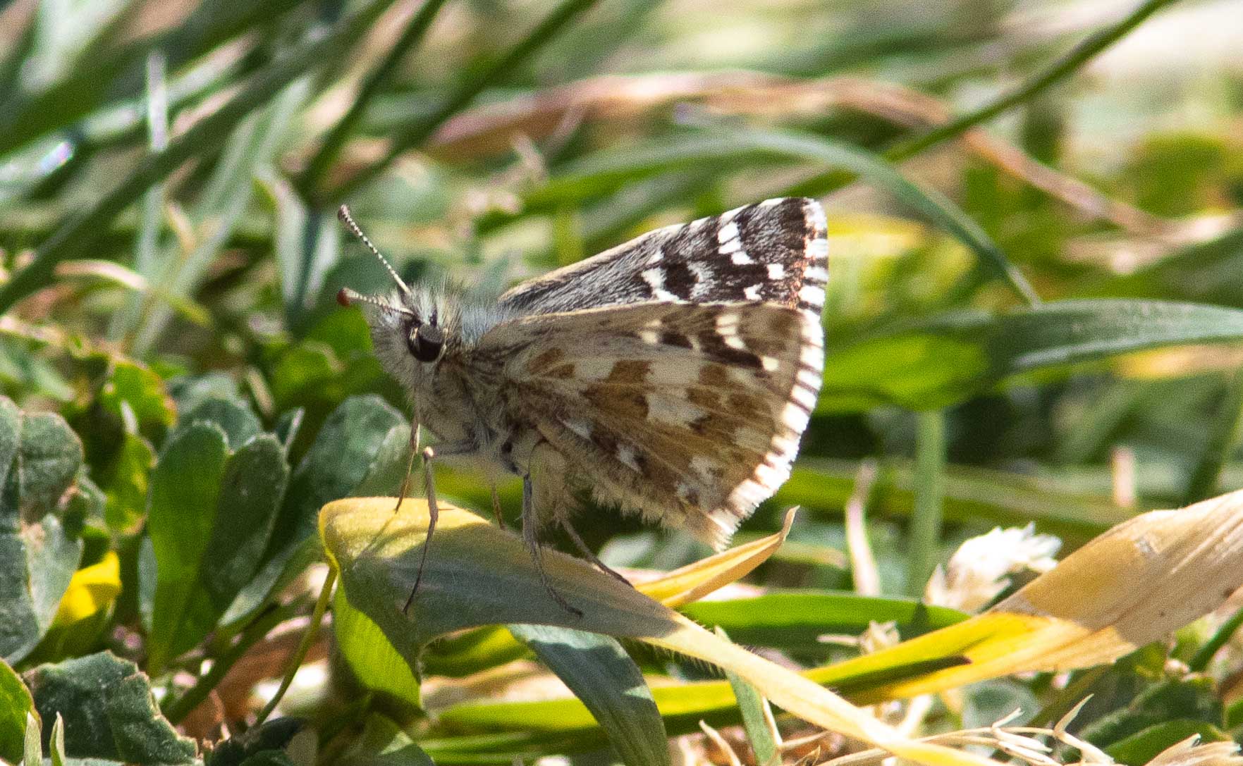 Miniature