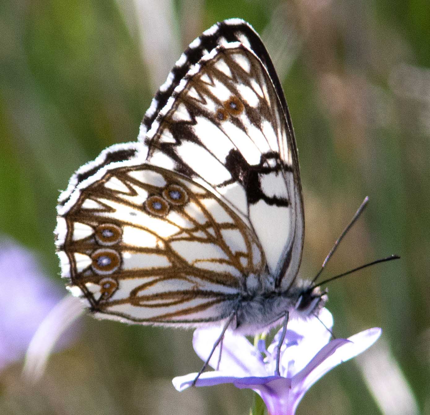 Miniature