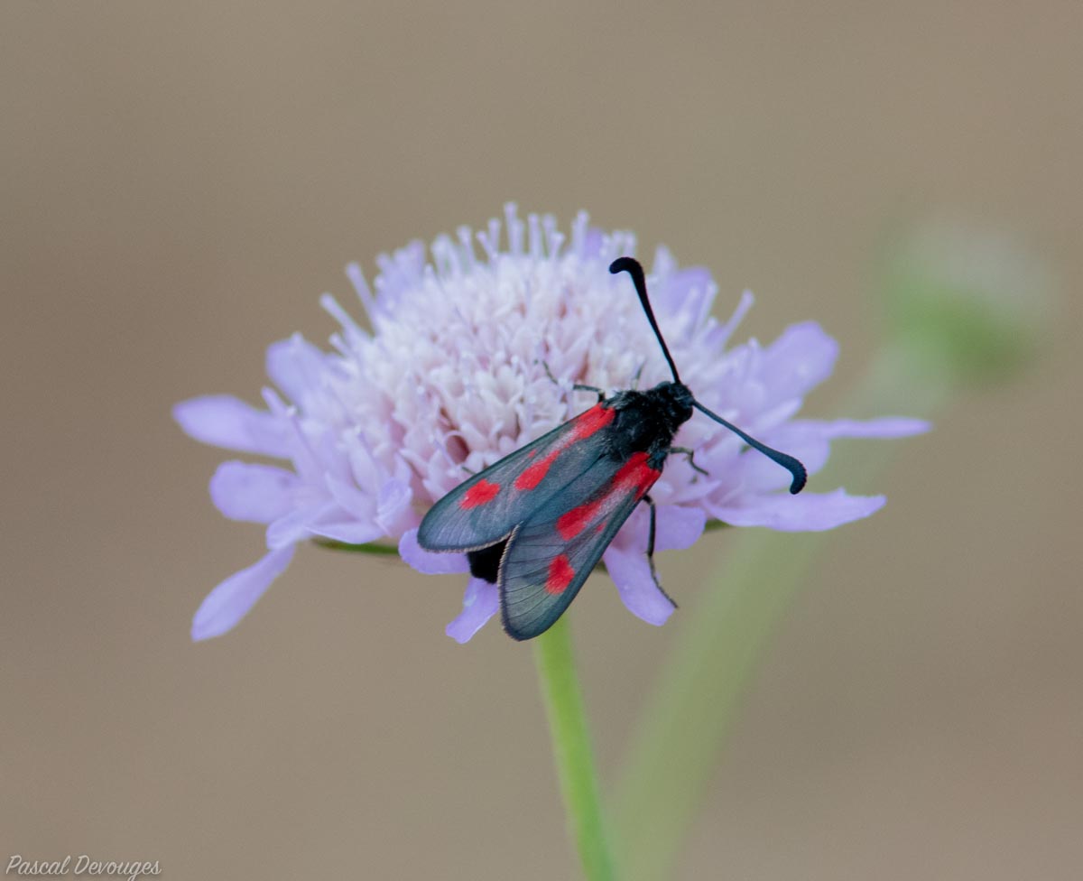 Miniature