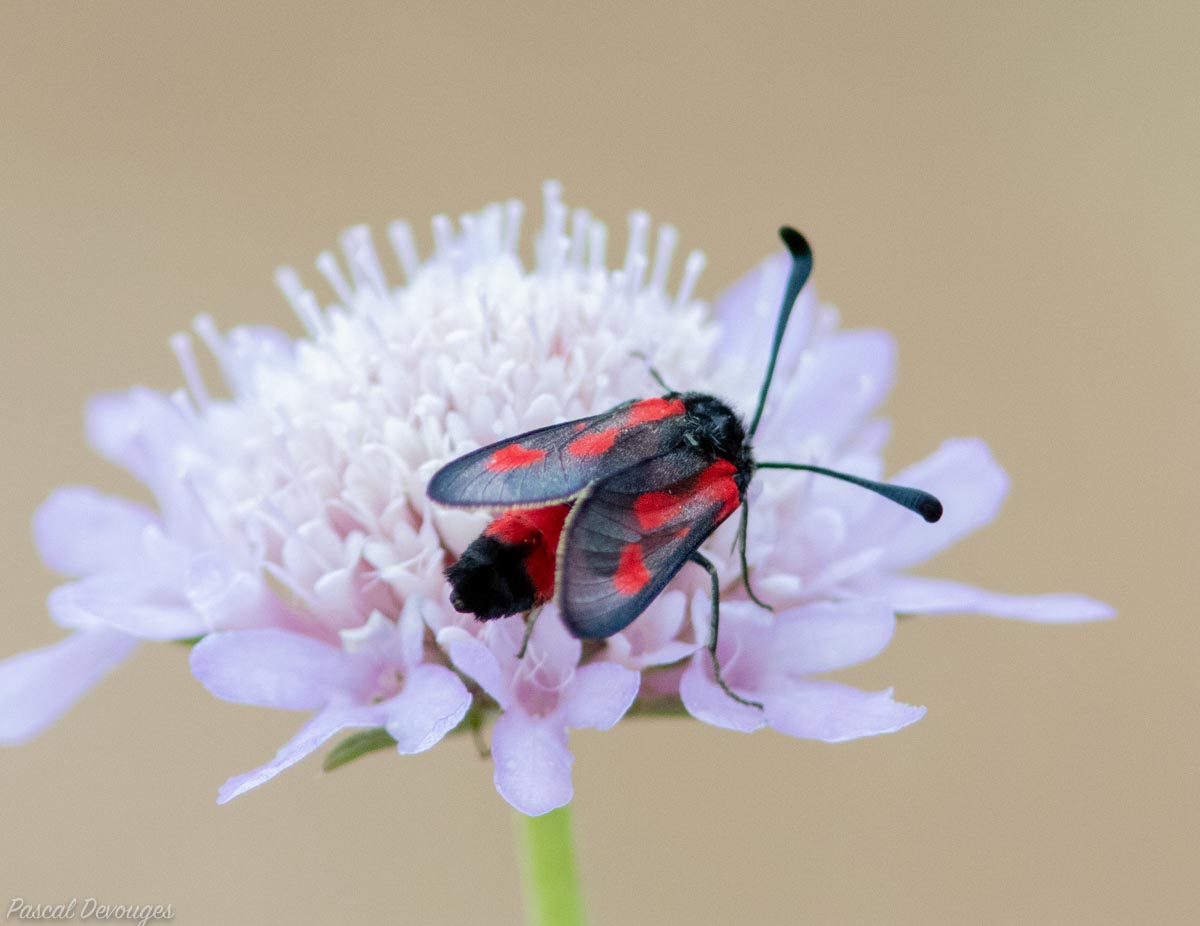 Miniature