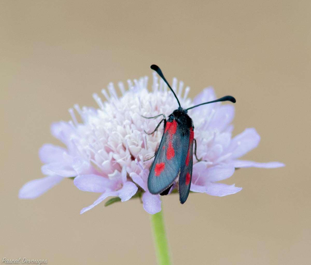 Miniature