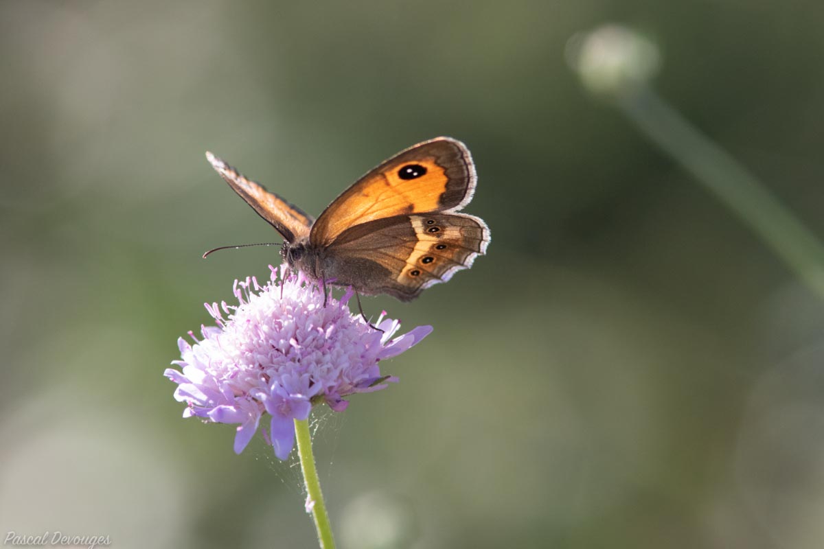 Miniature