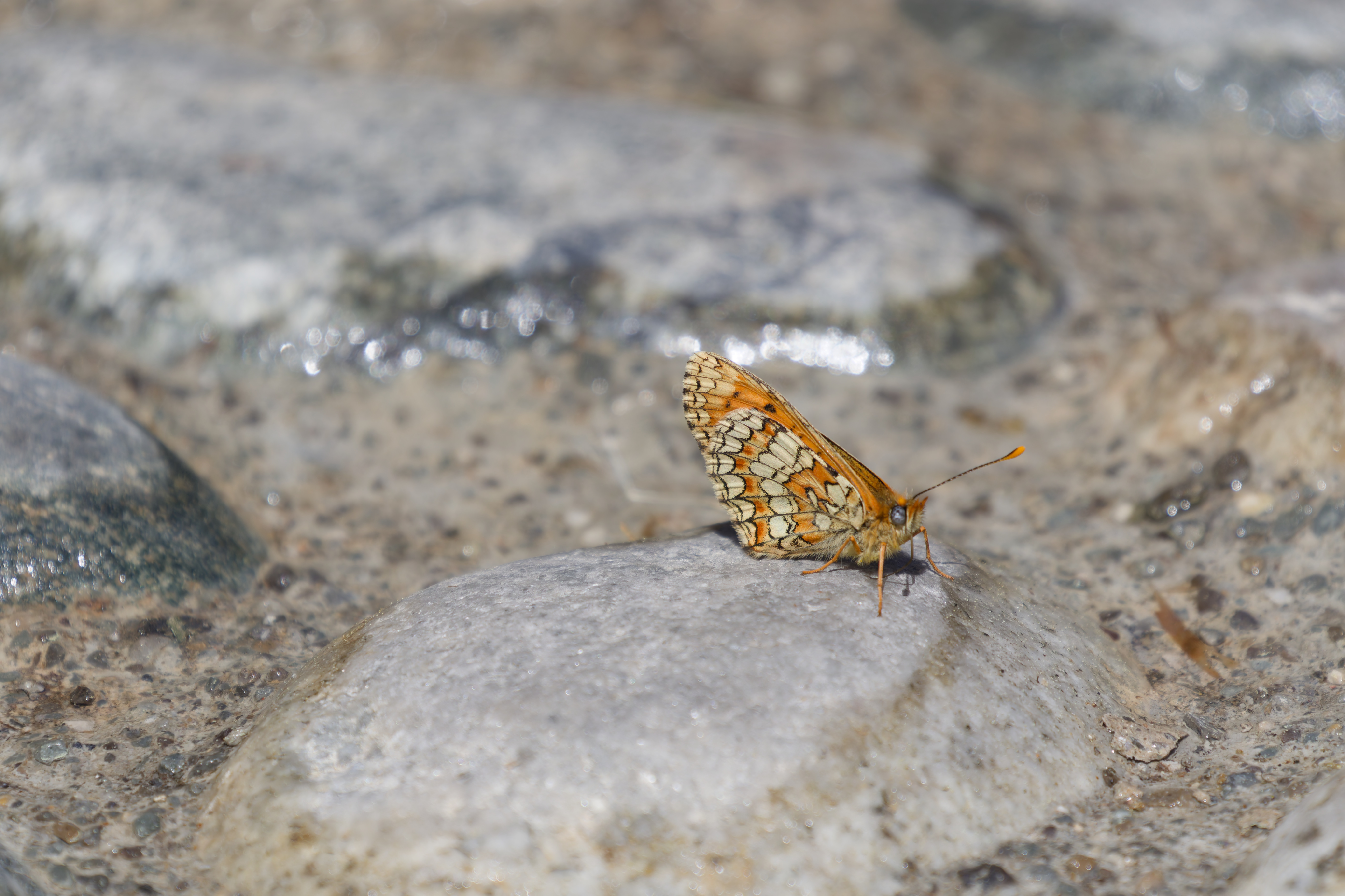 Miniature