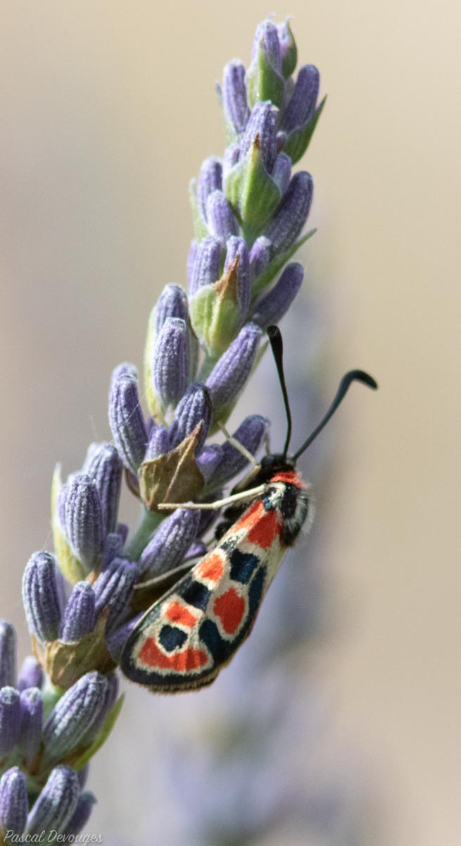 Miniature