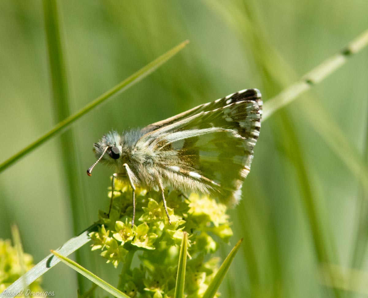 Miniature
