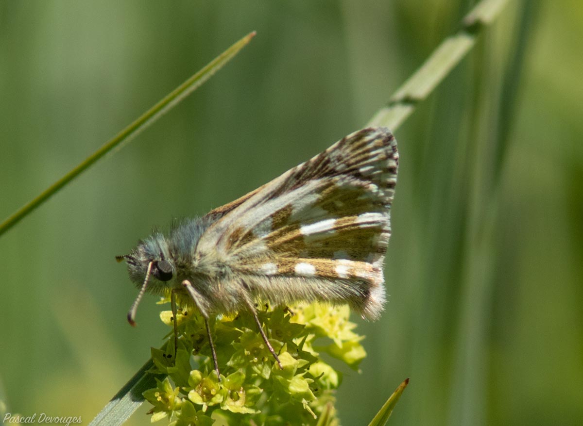 Miniature