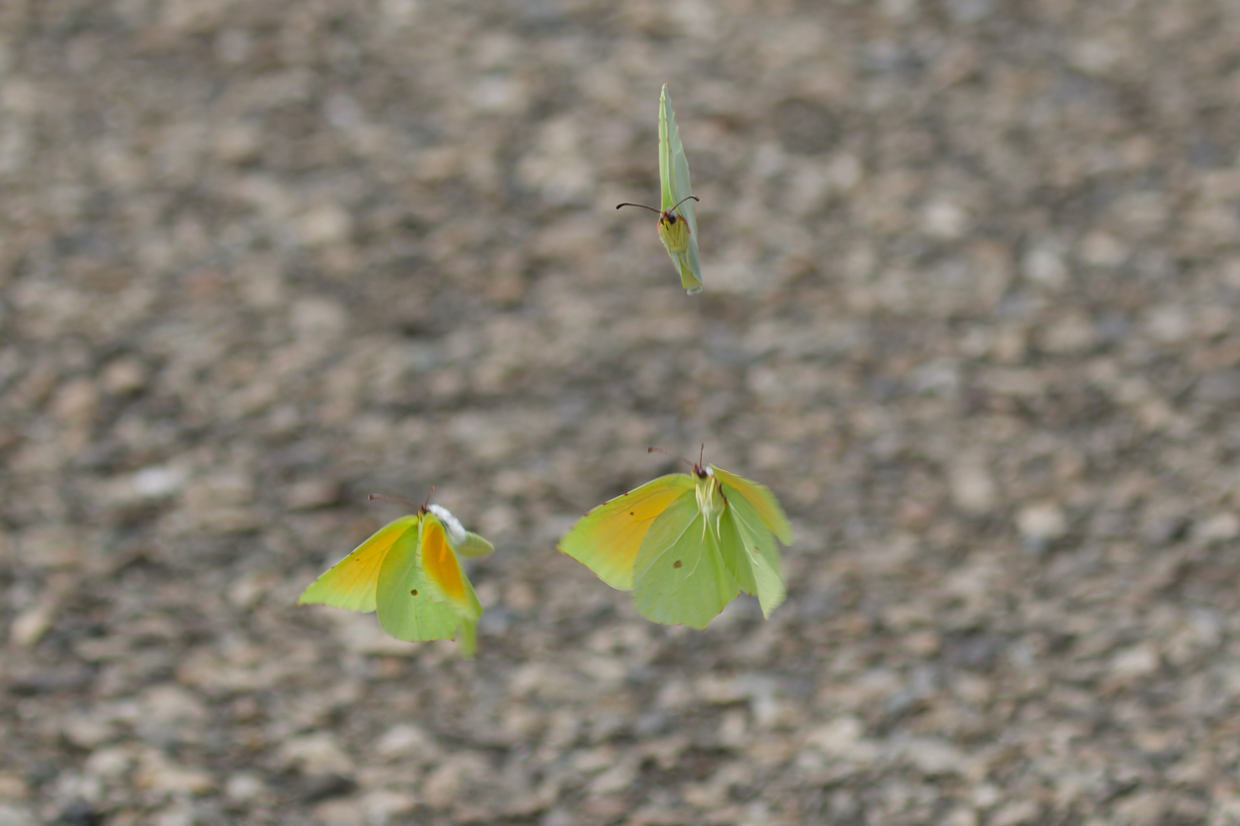 Miniature