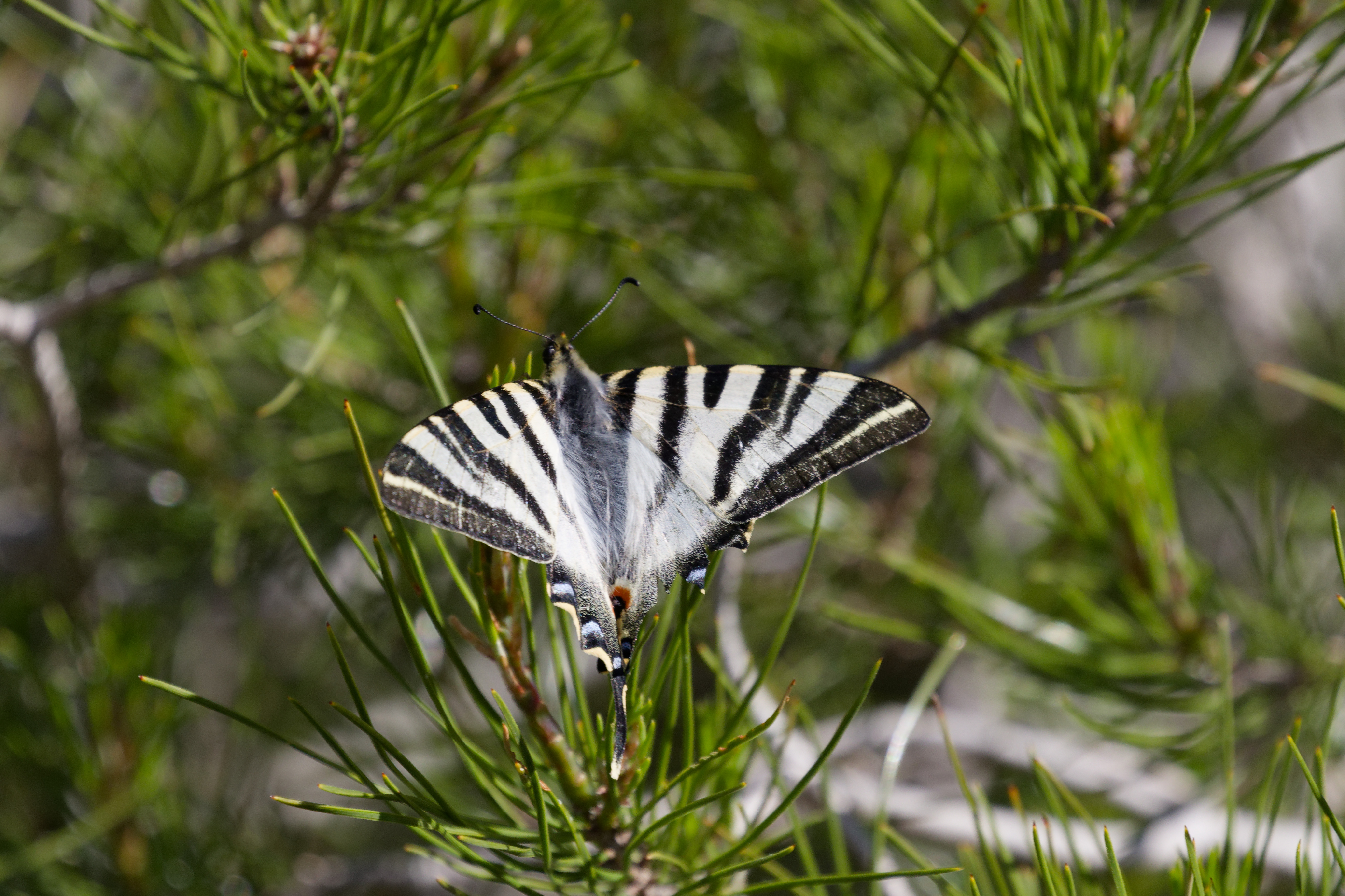 Miniature