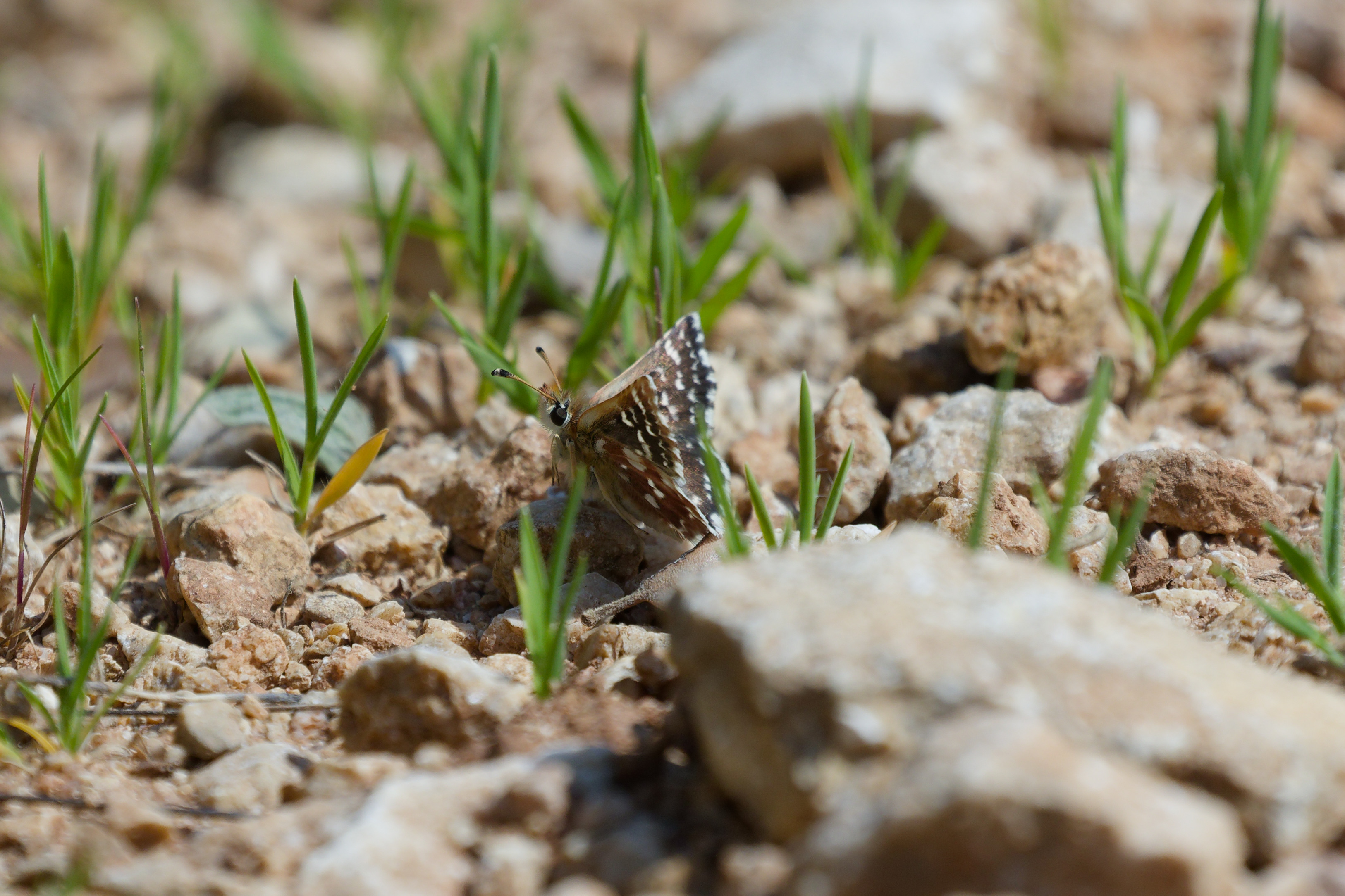 Miniature