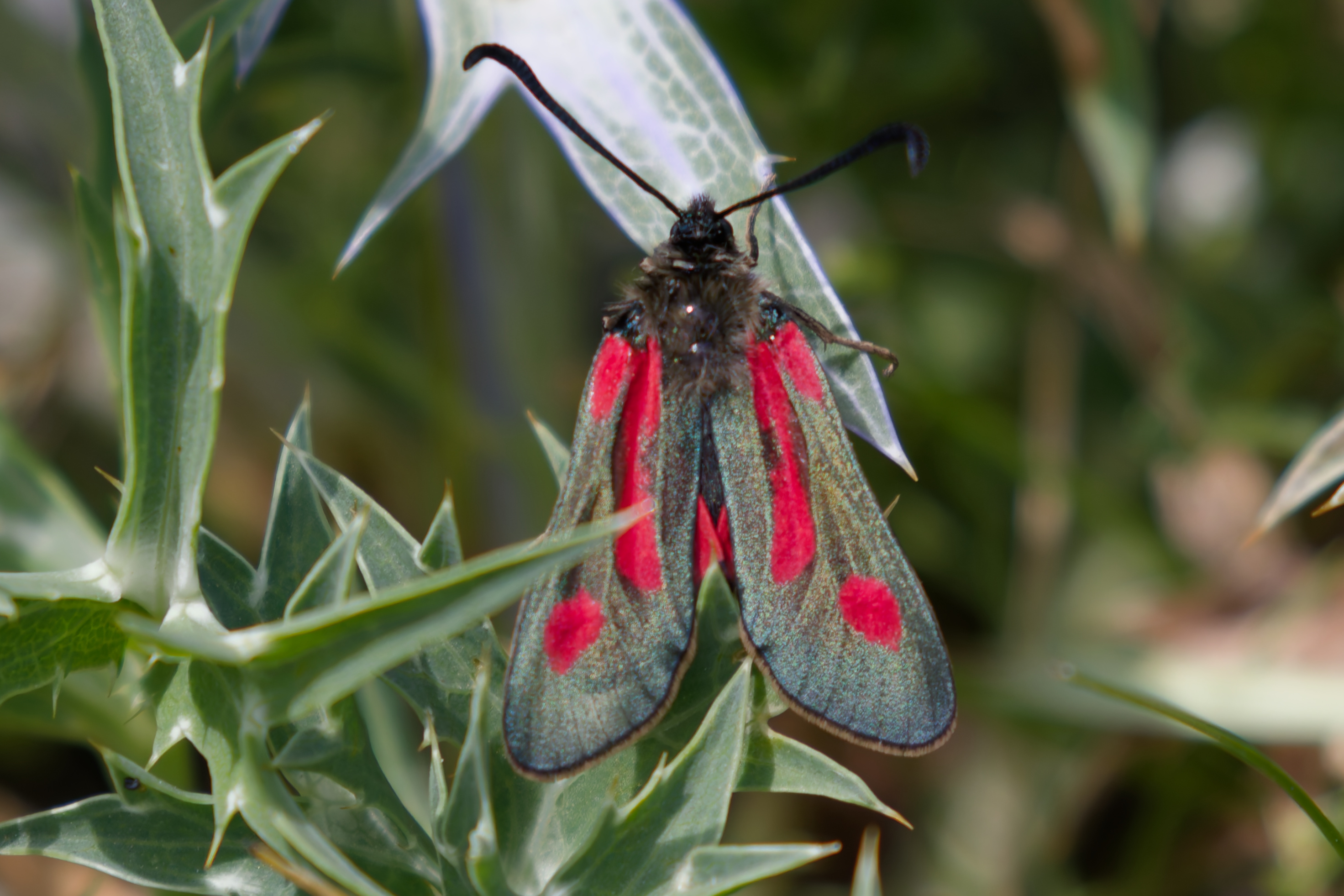 Miniature