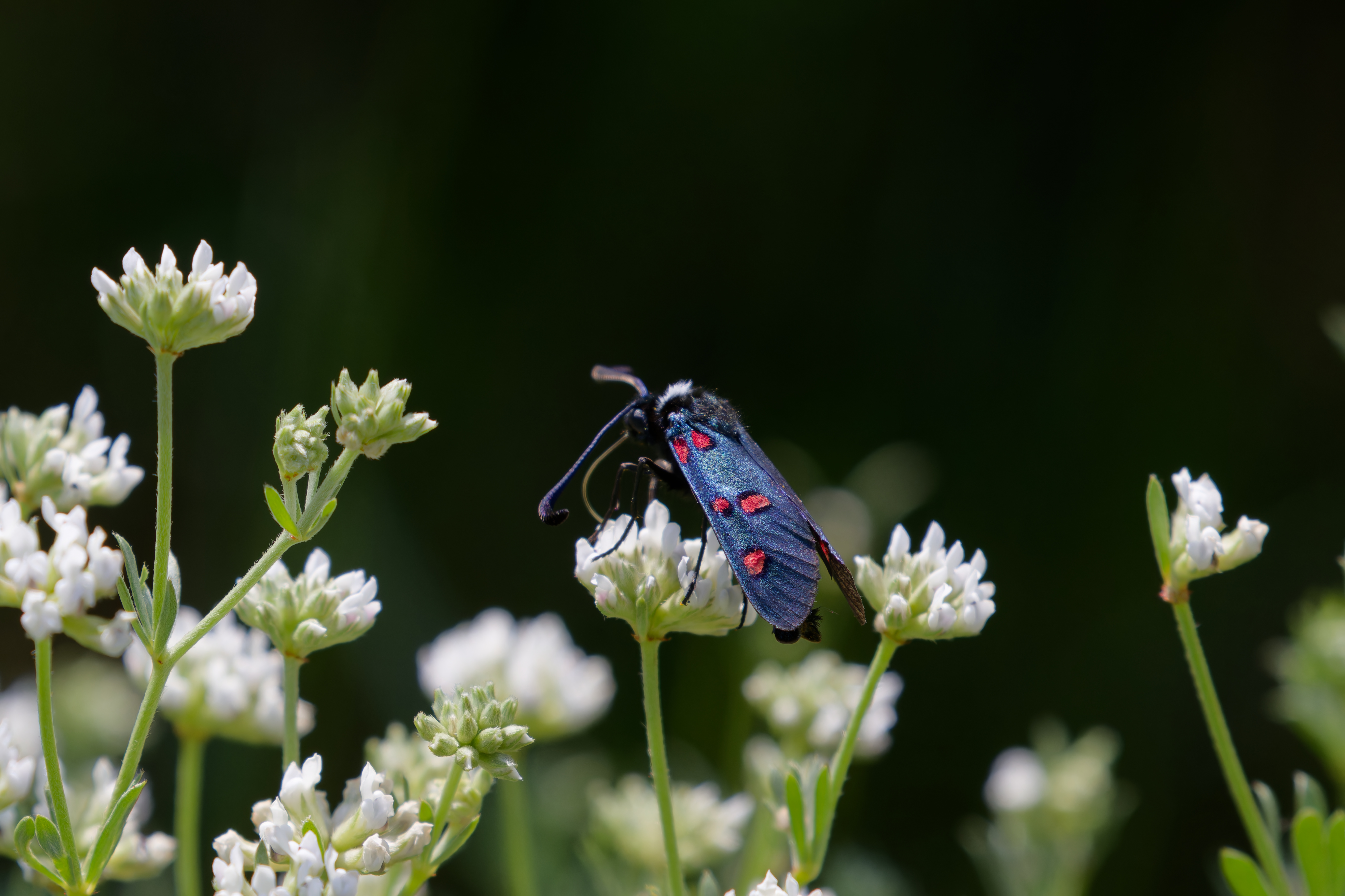 Miniature