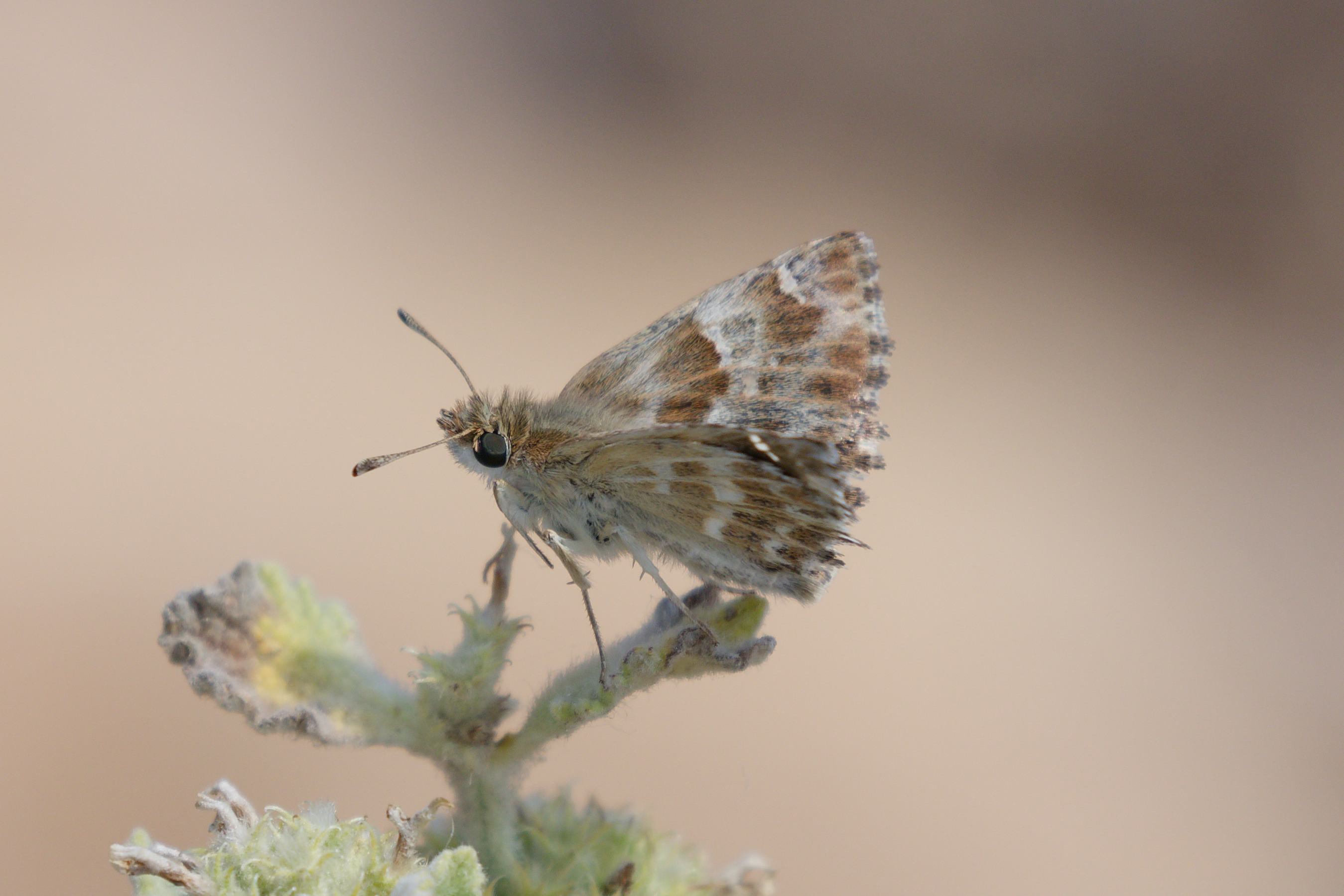 Miniature