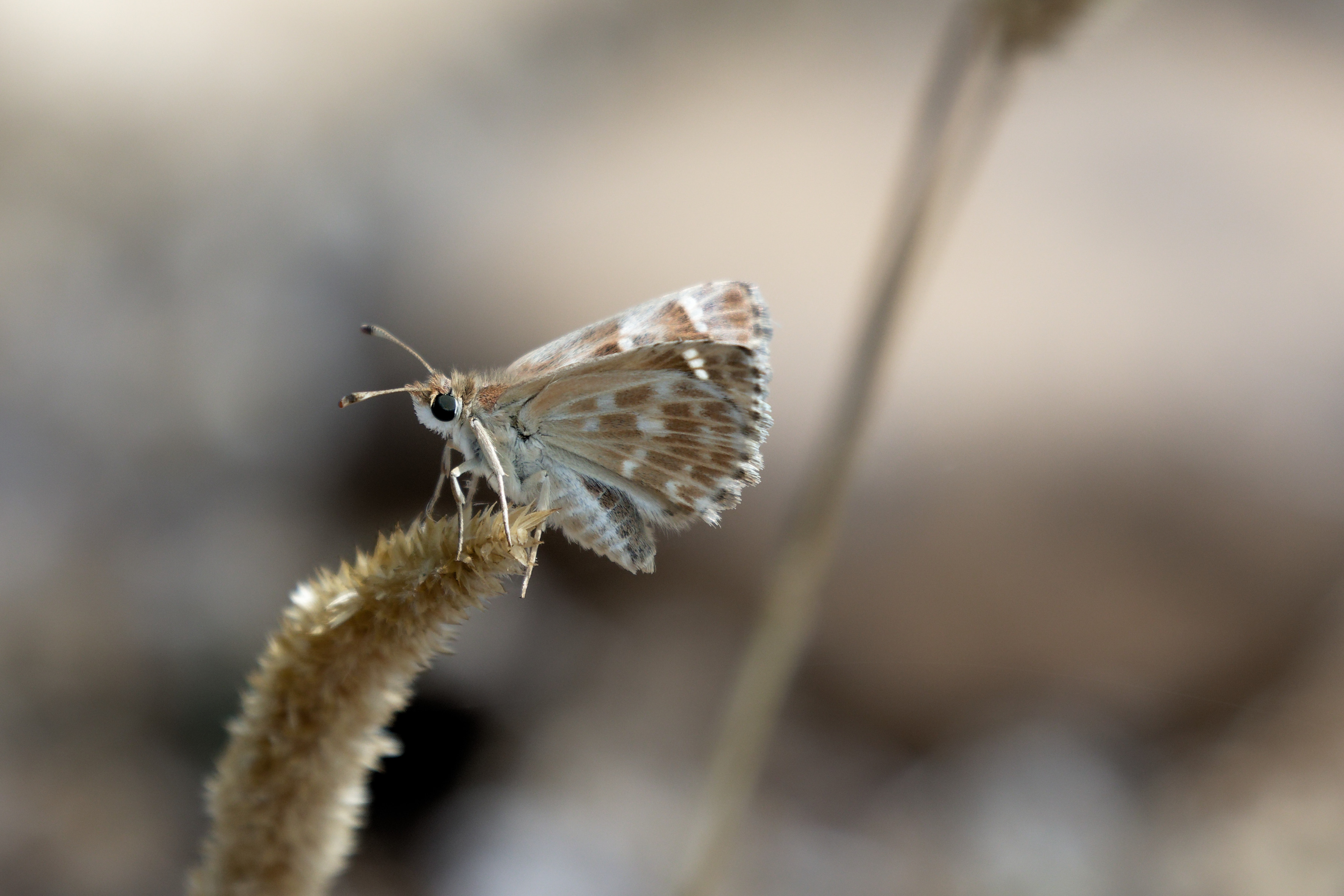 Miniature