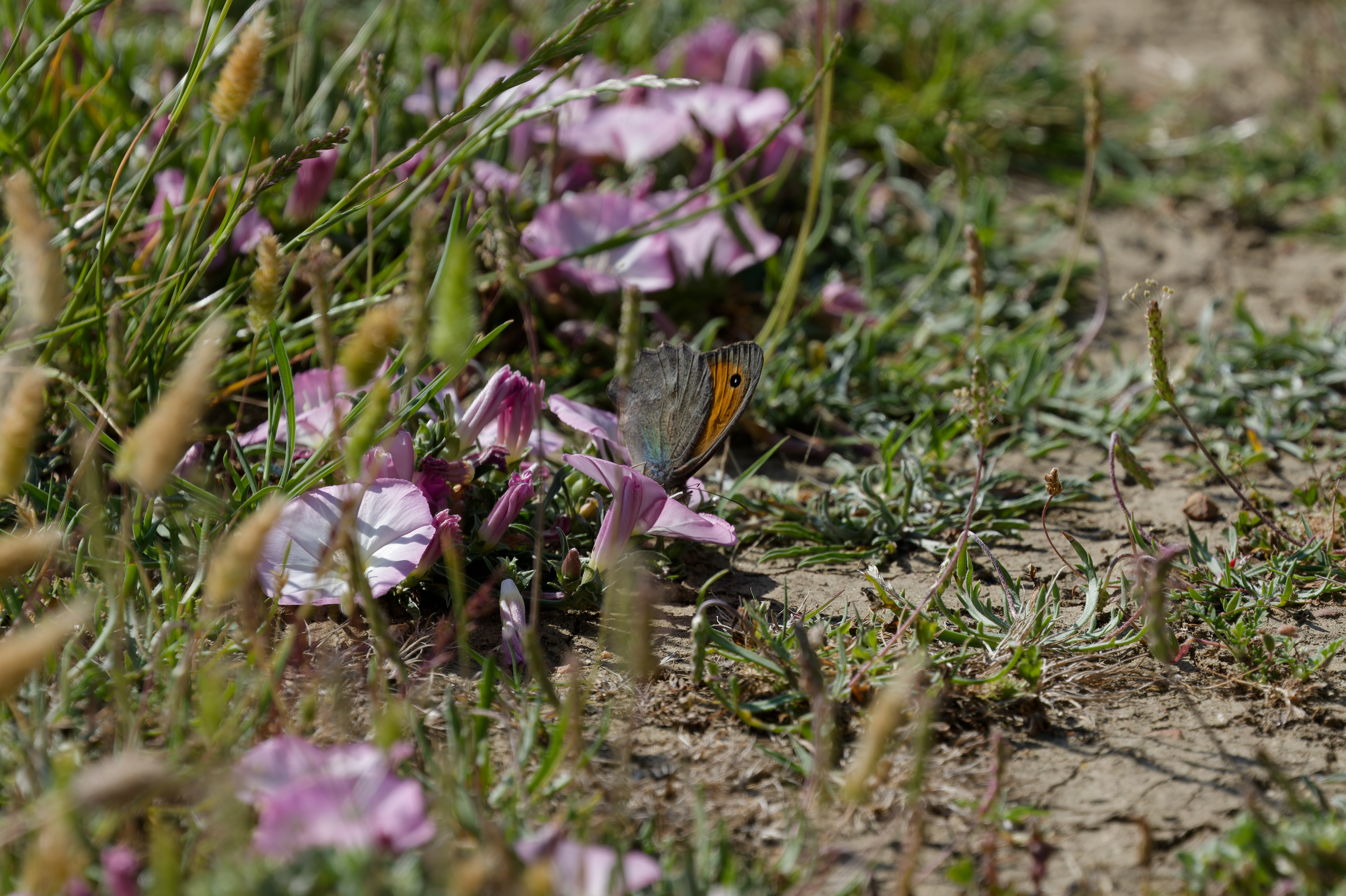 Miniature