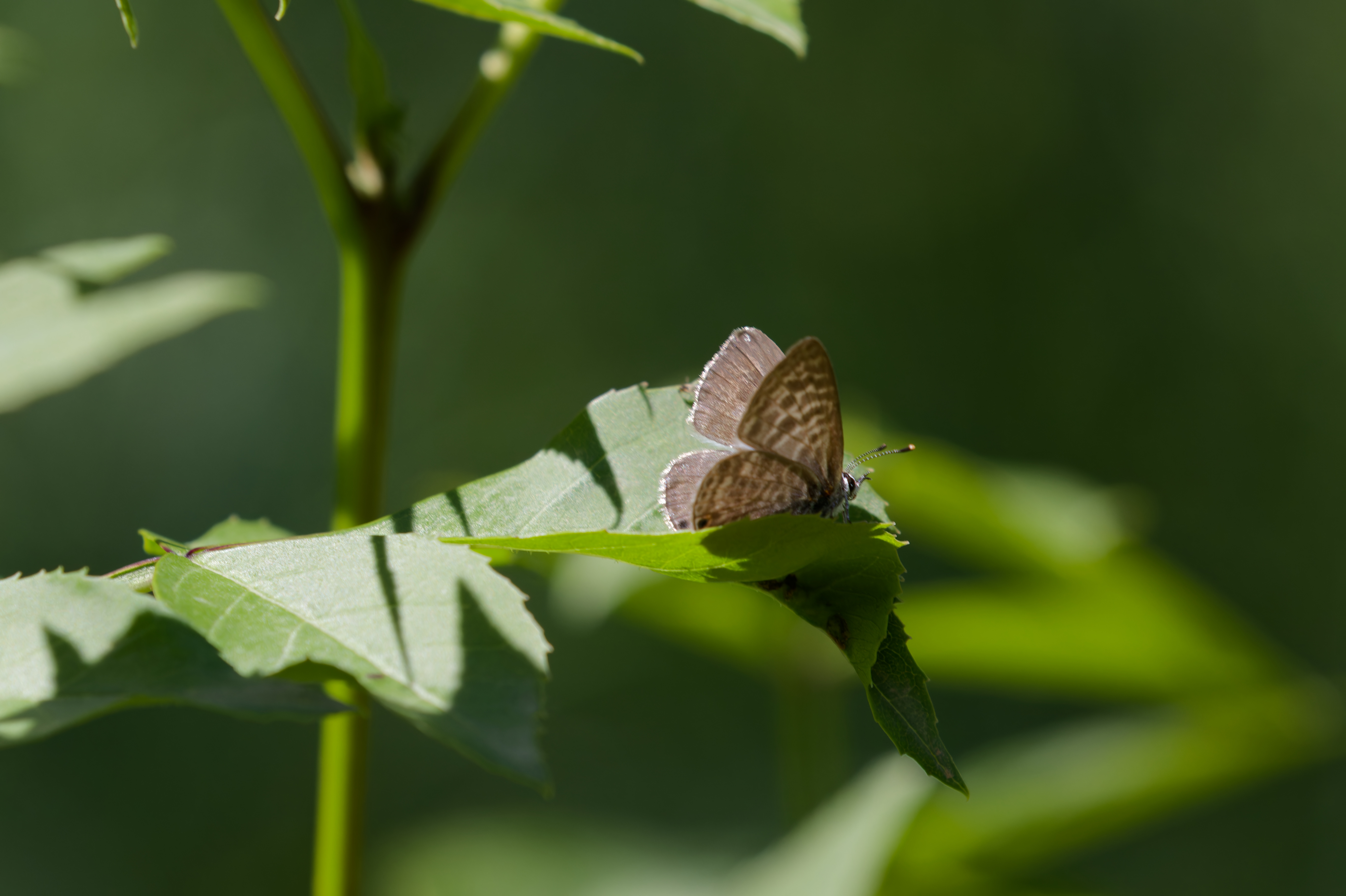 Miniature