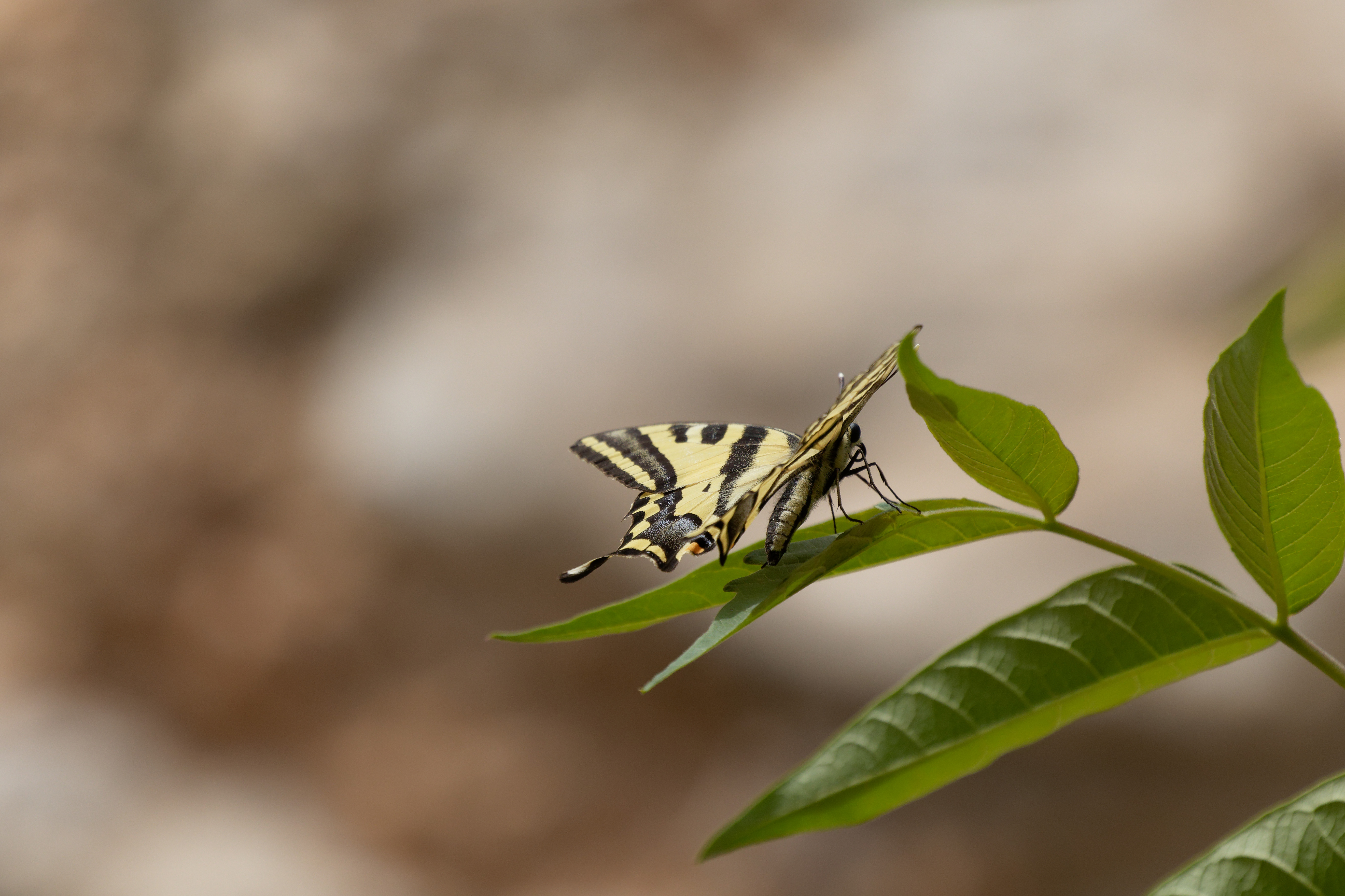 Miniature