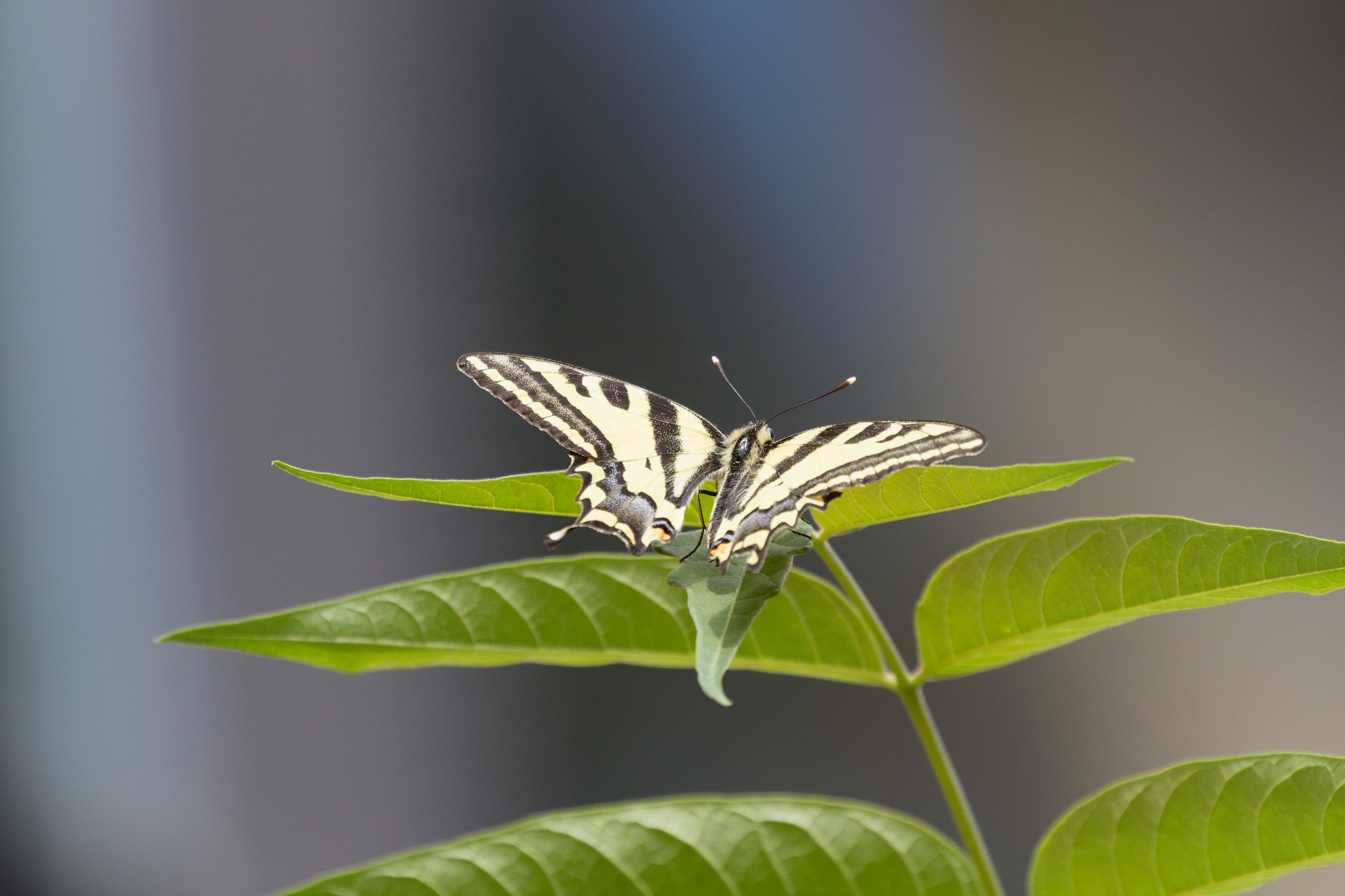 Miniature