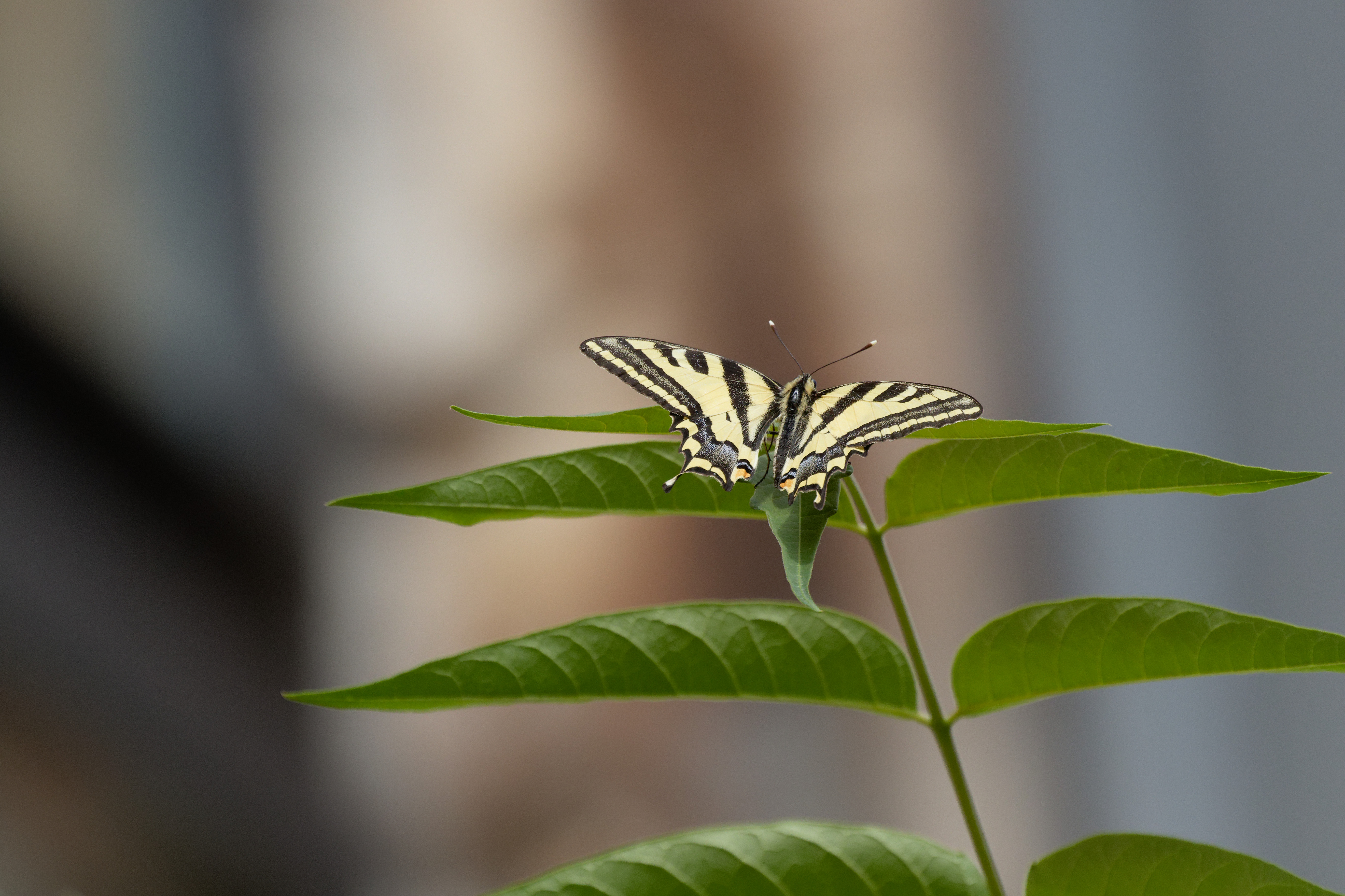Miniature
