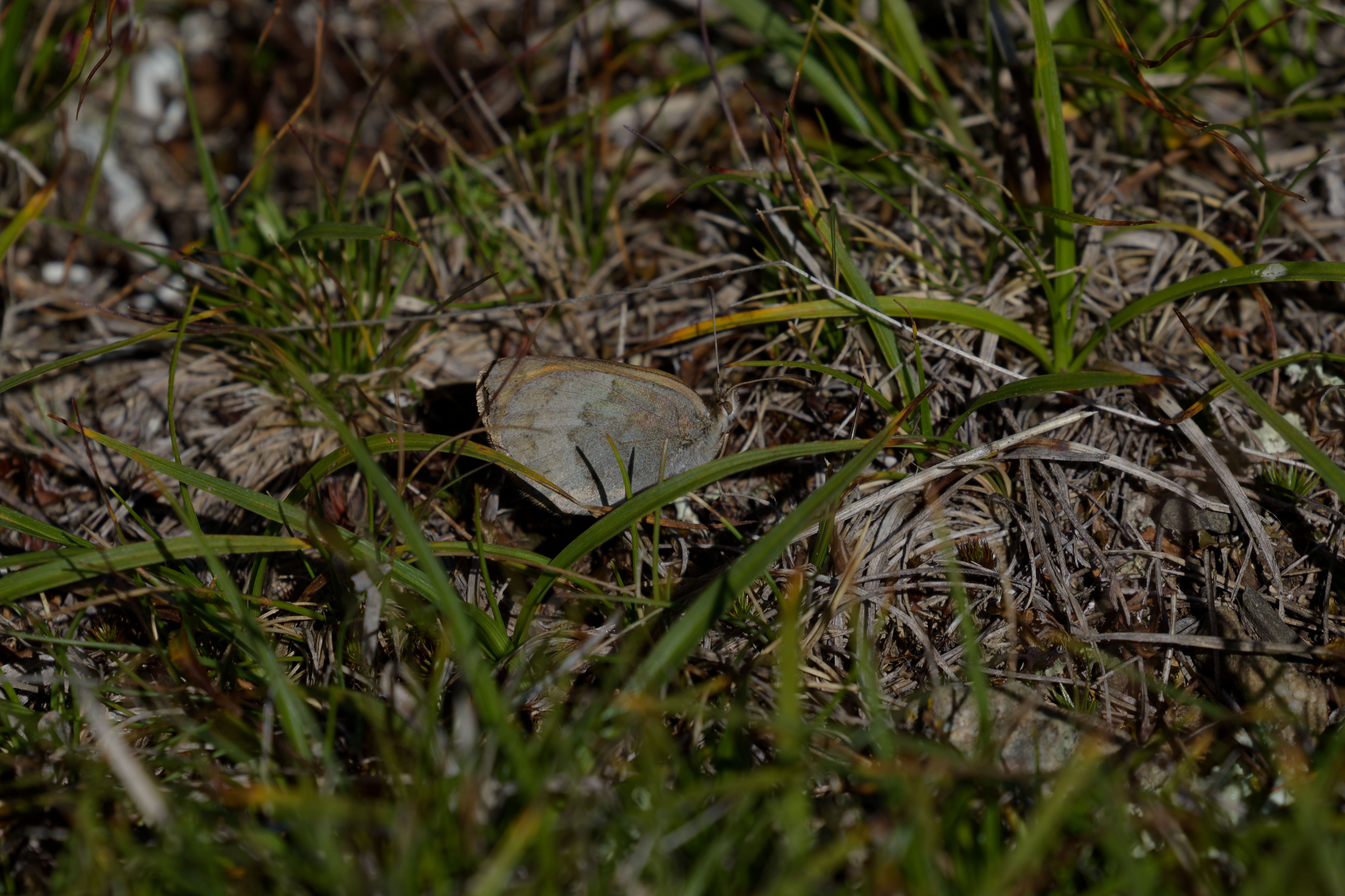 Miniature