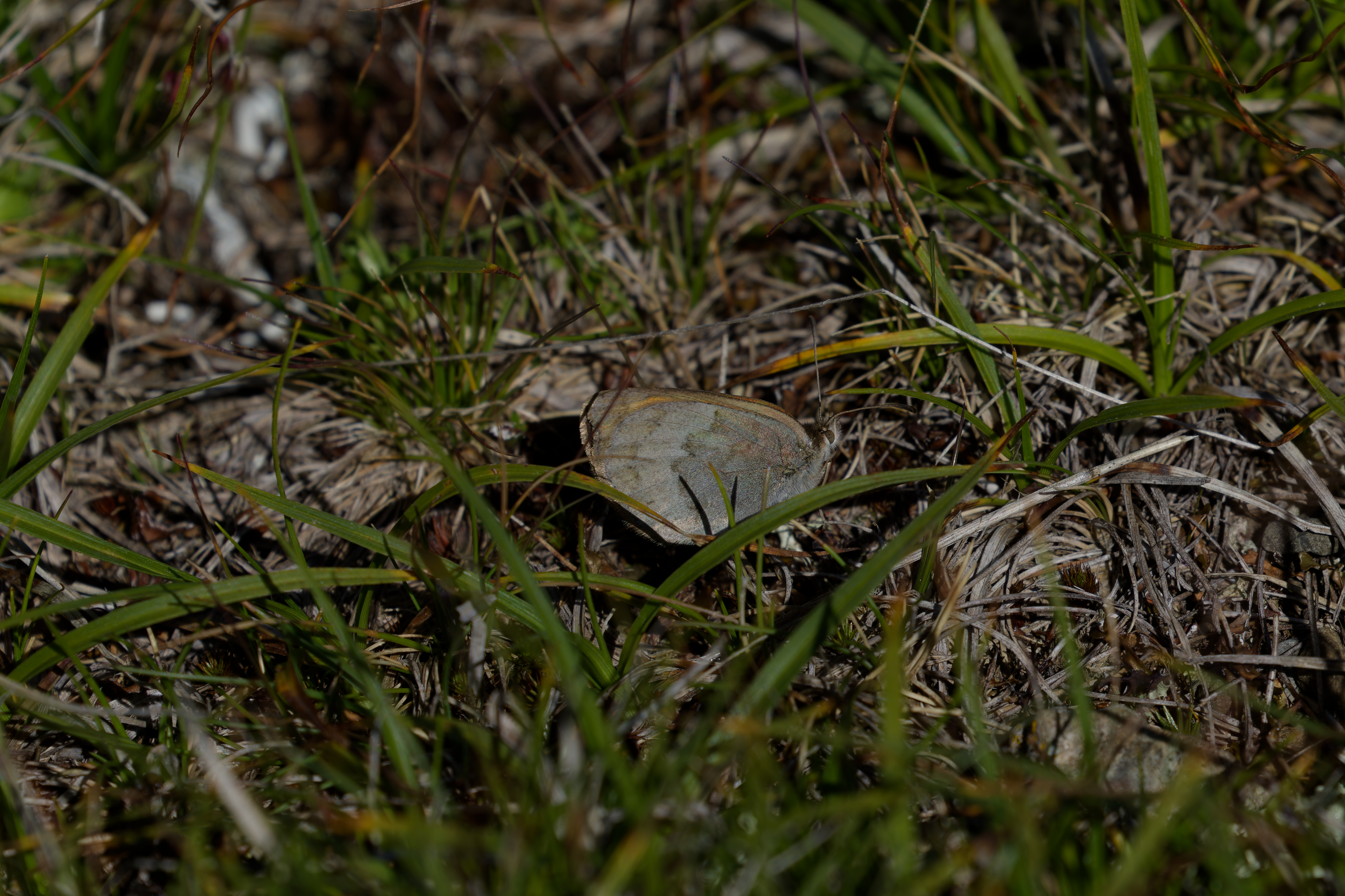 Miniature