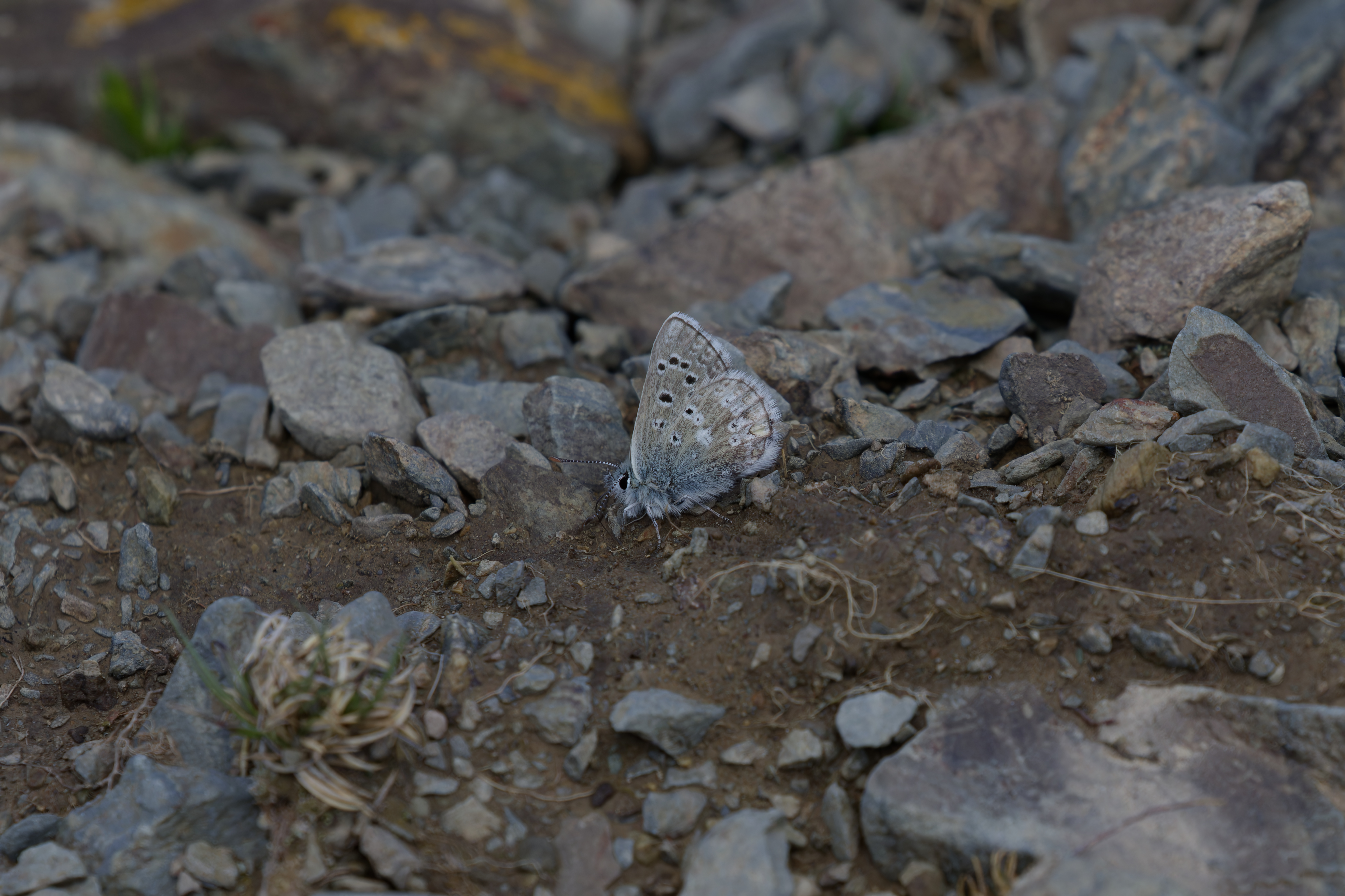 Miniature