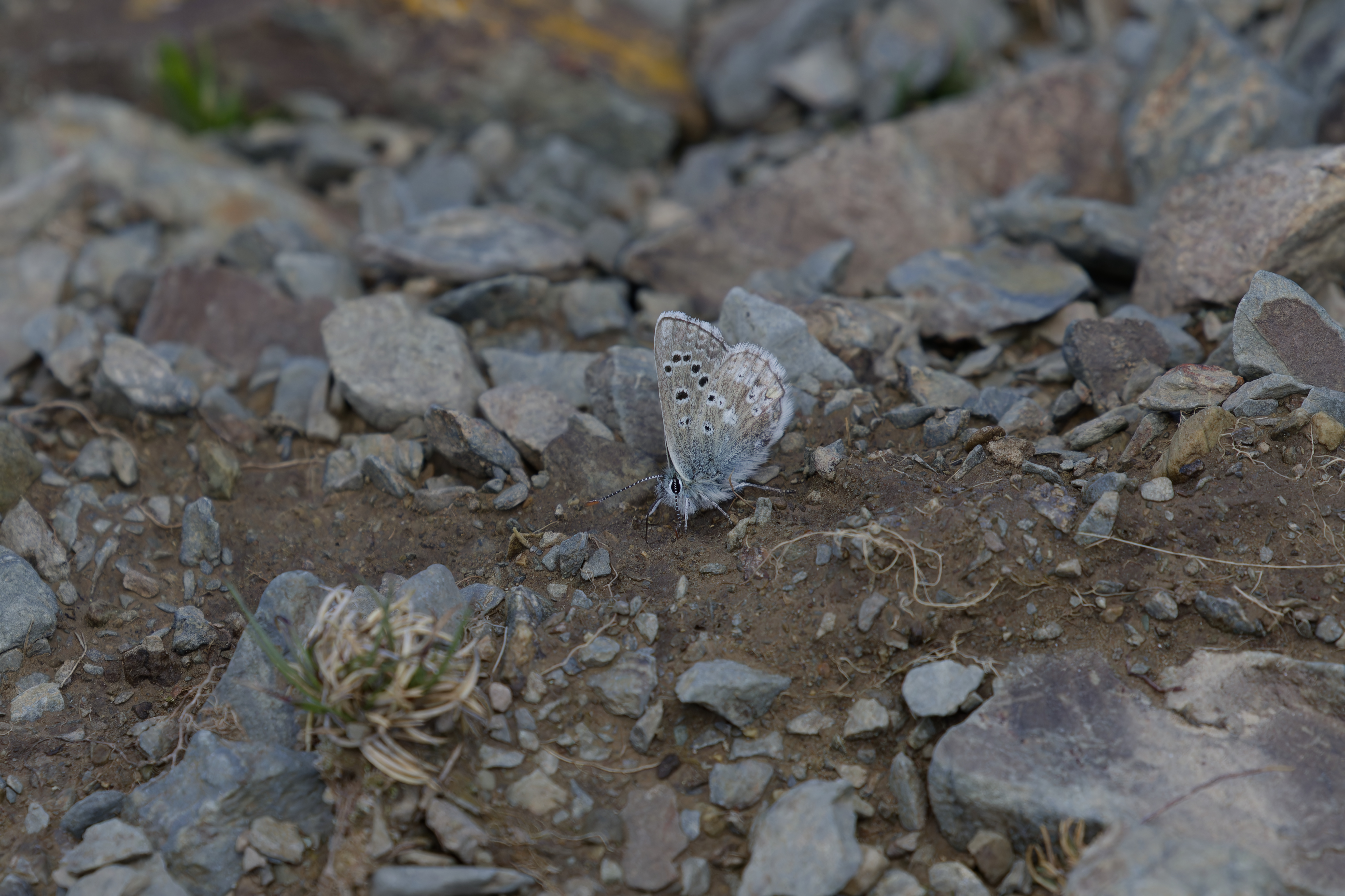 Miniature