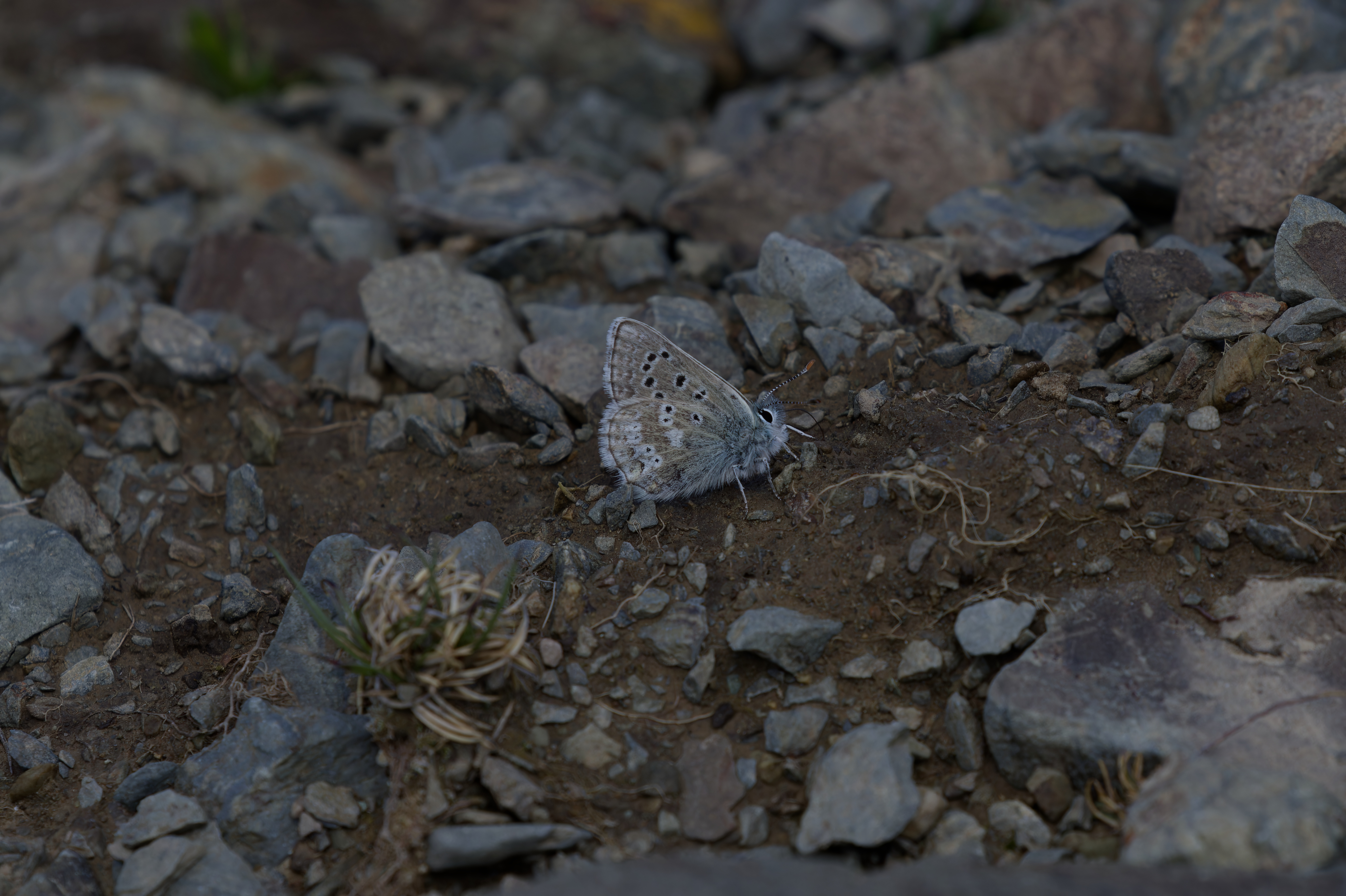 Miniature