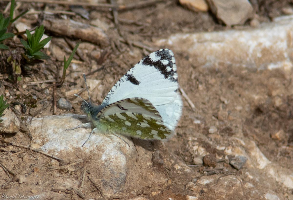 Miniature