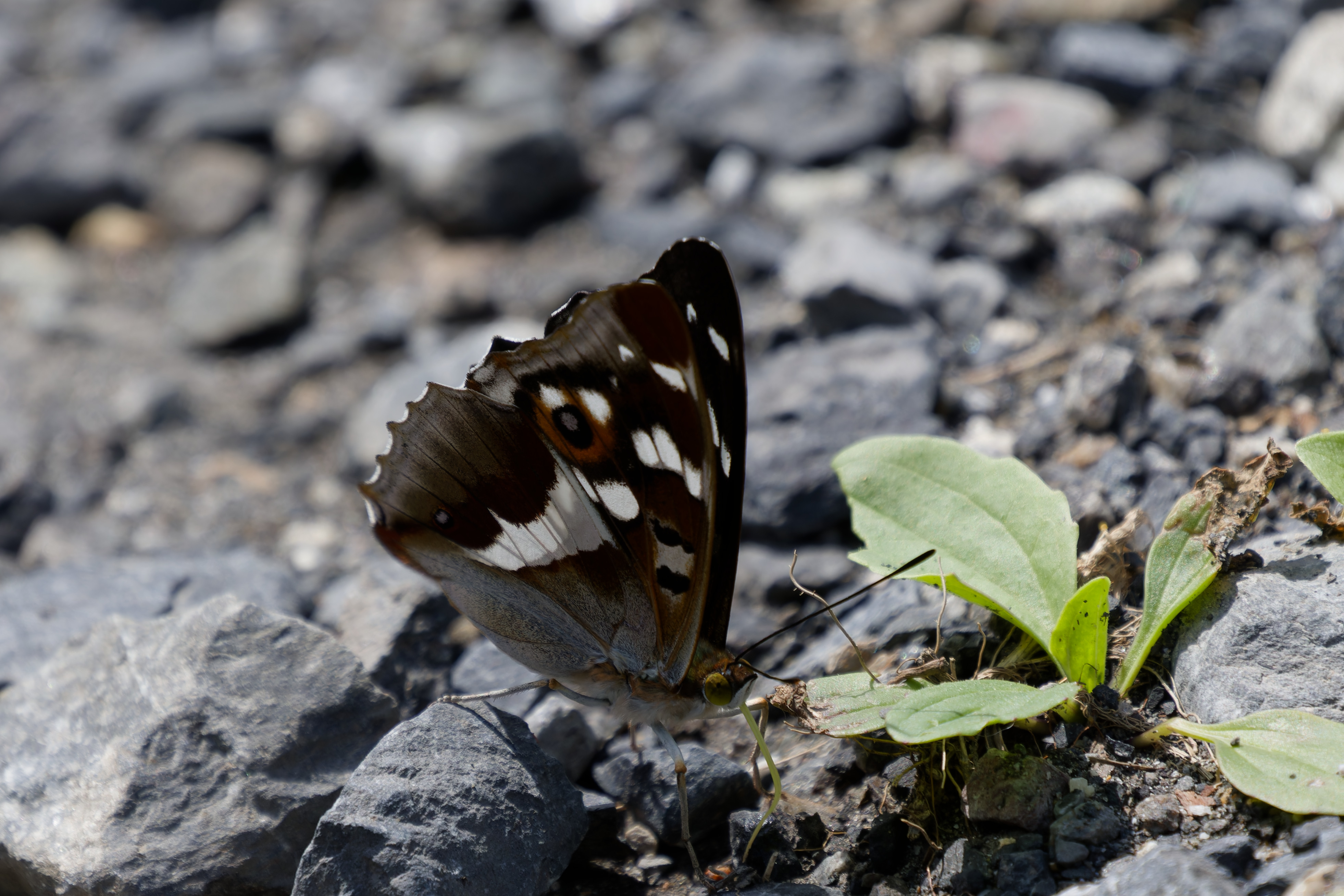 Miniature