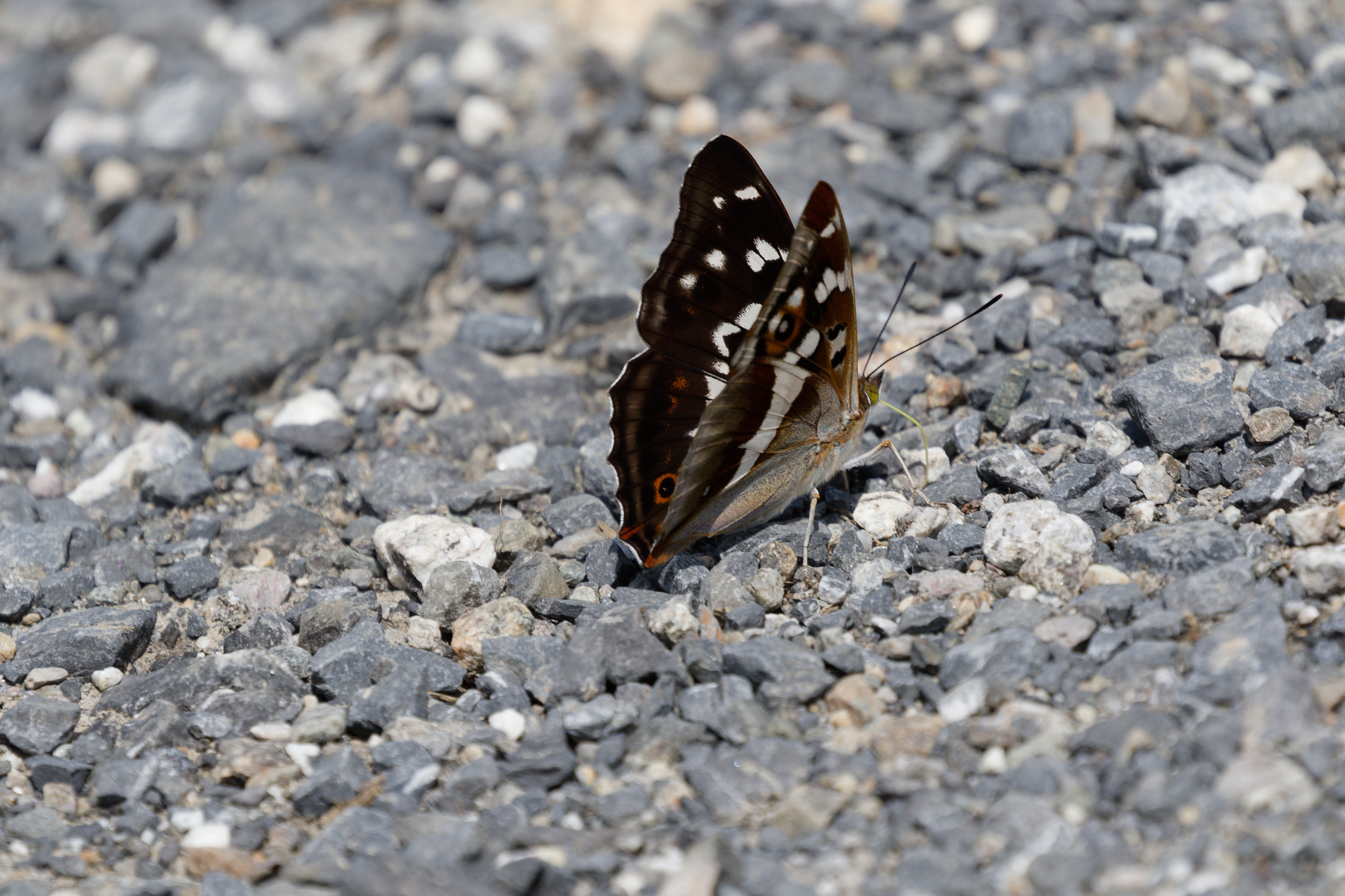 Miniature