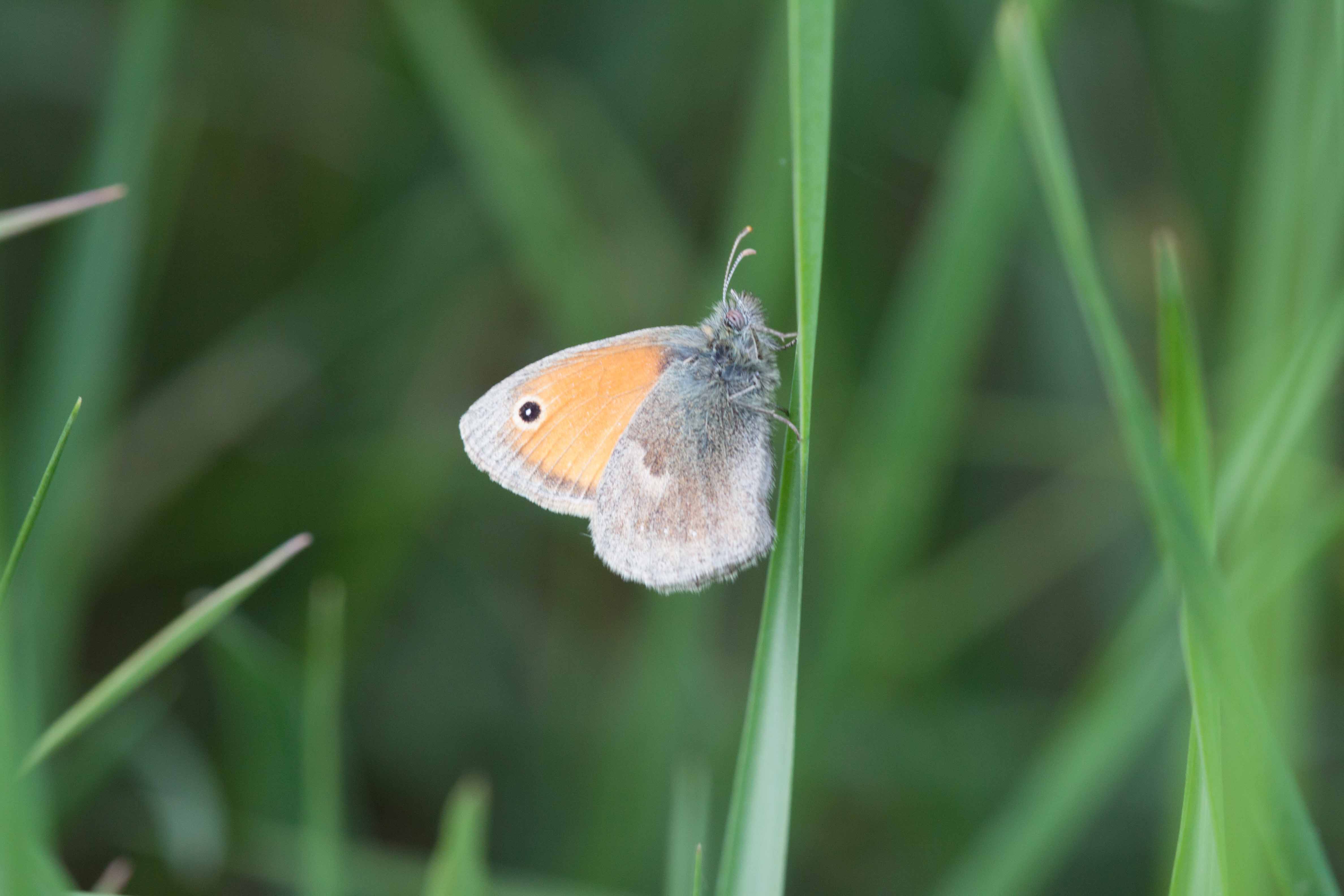 Miniature