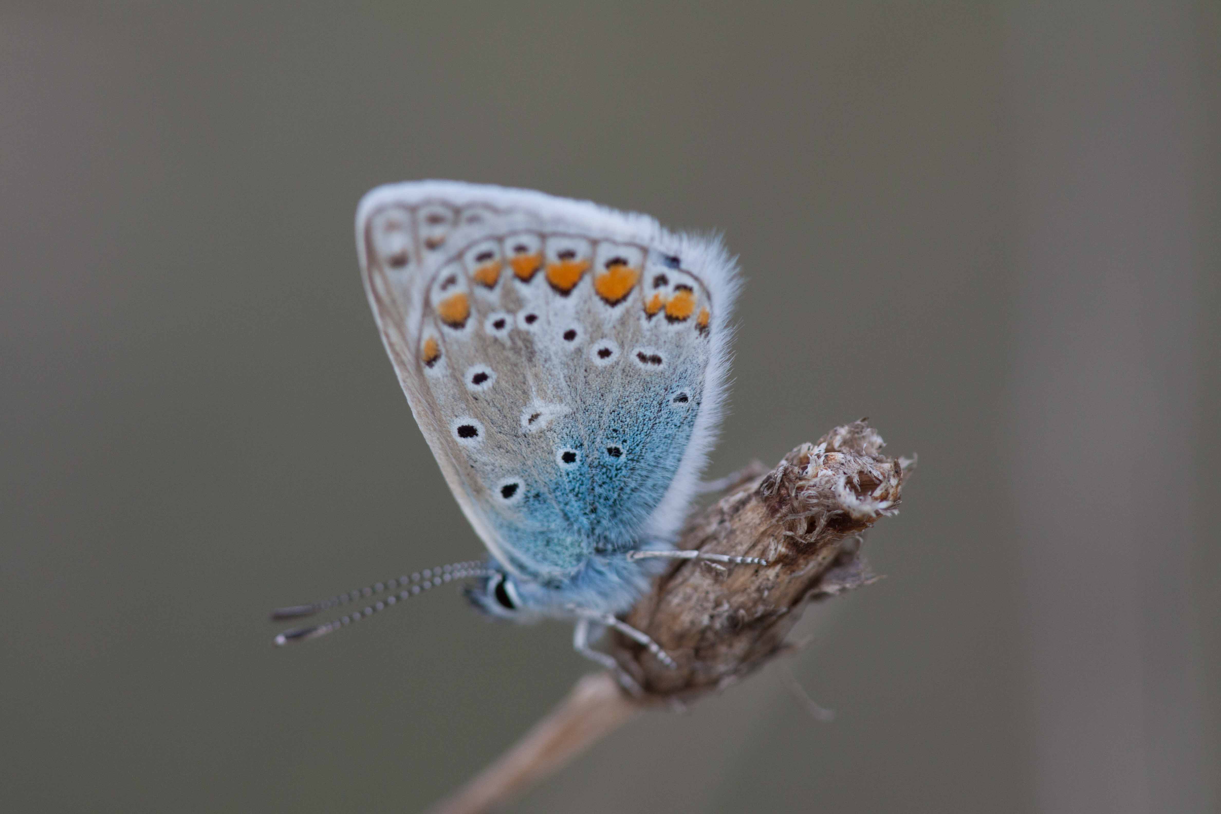 Miniature