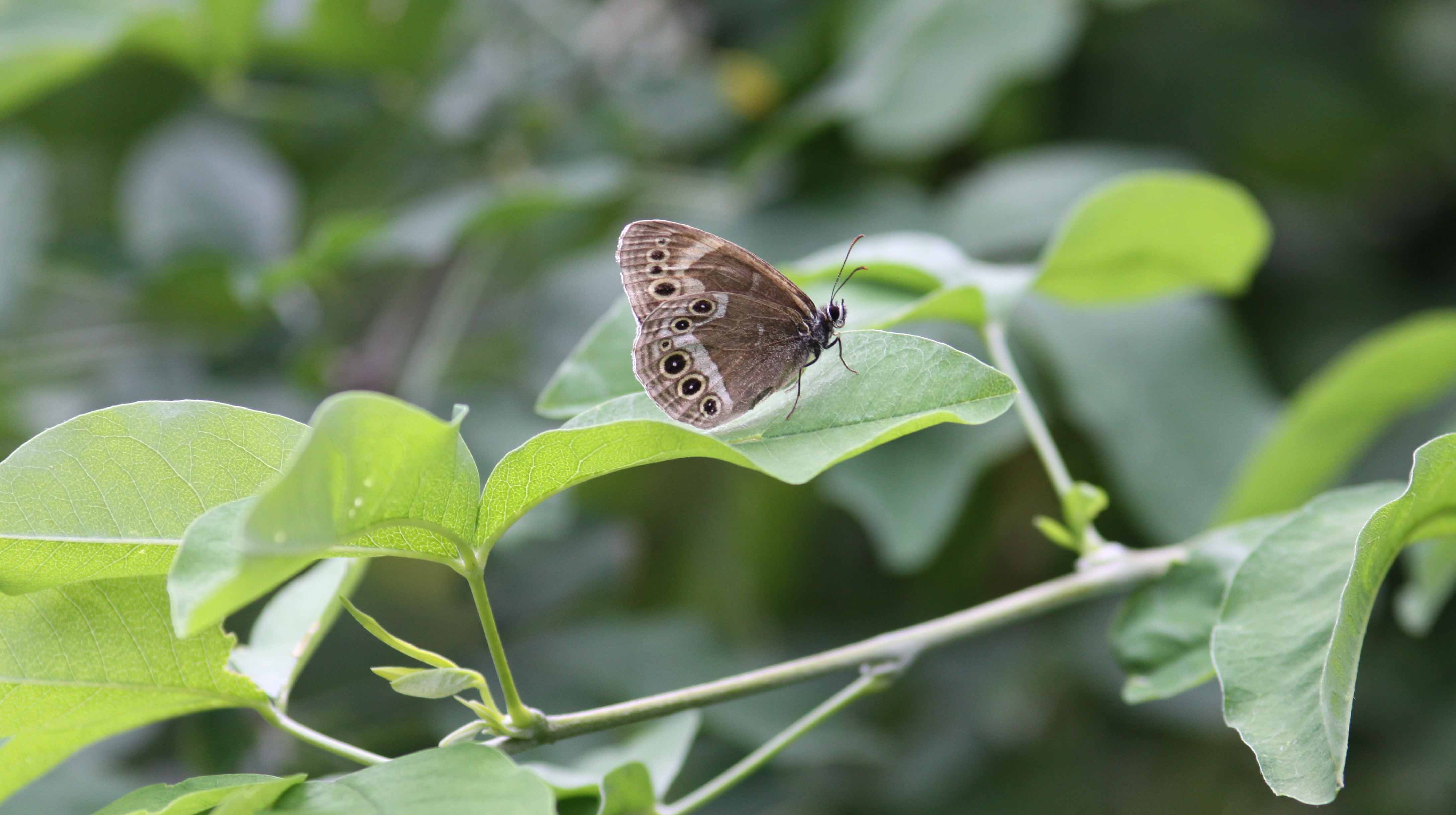 Miniature