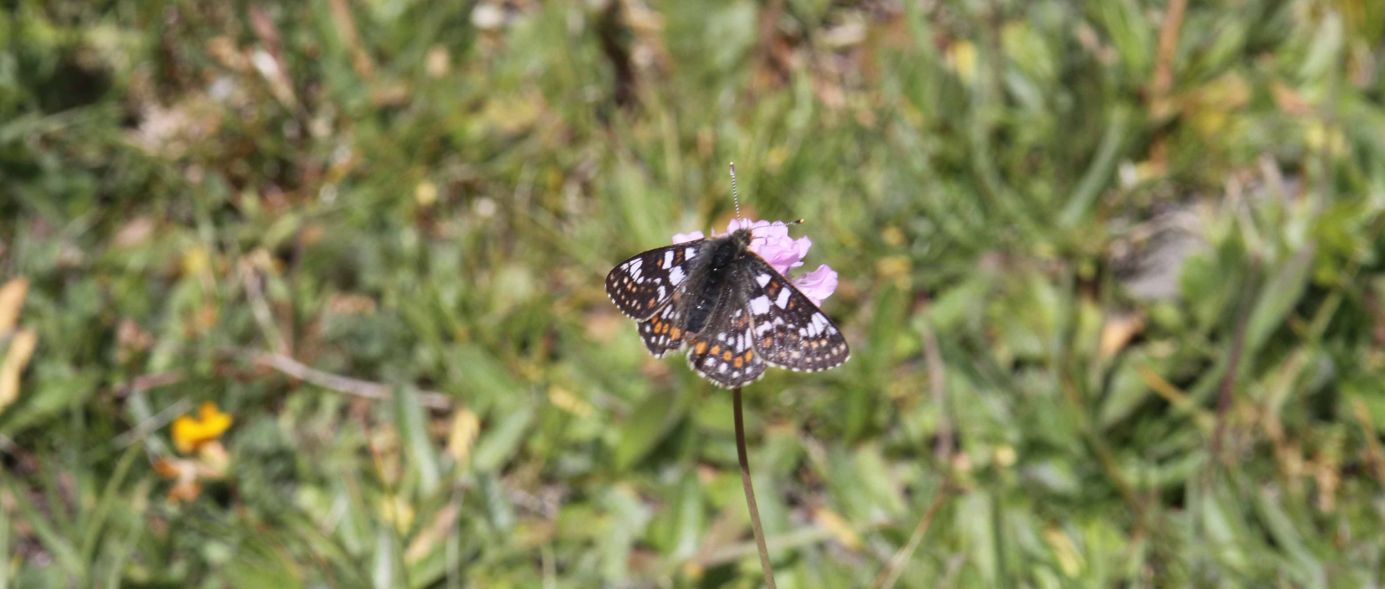 Miniature