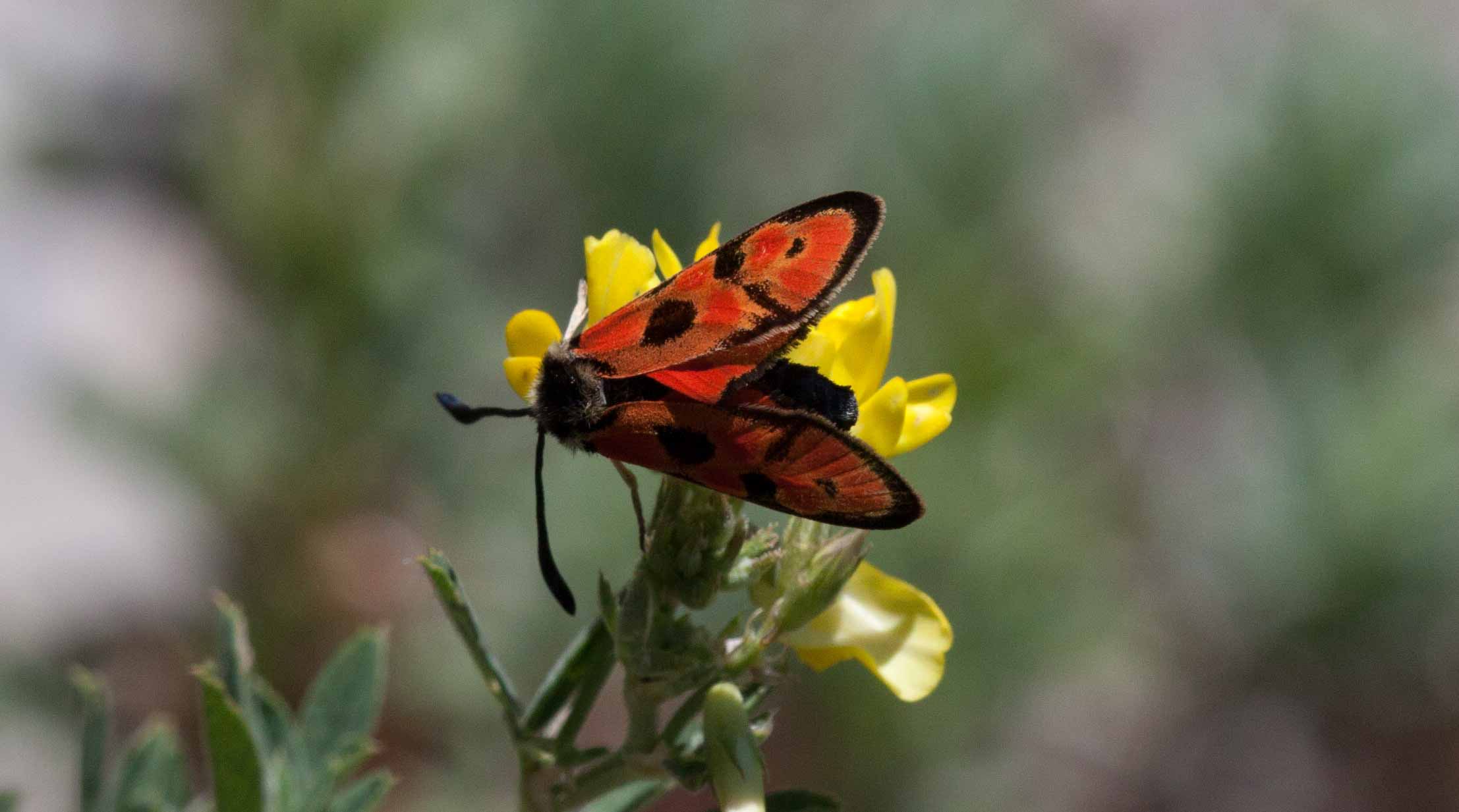 Miniature