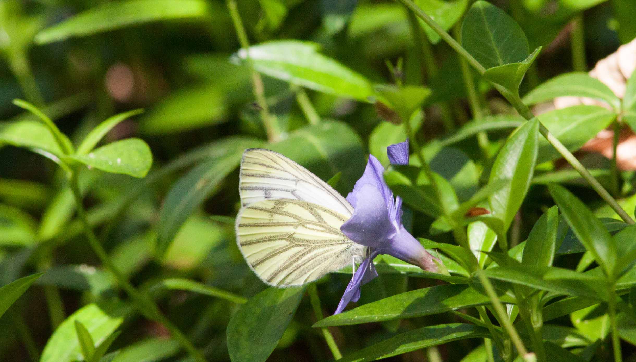 Miniature