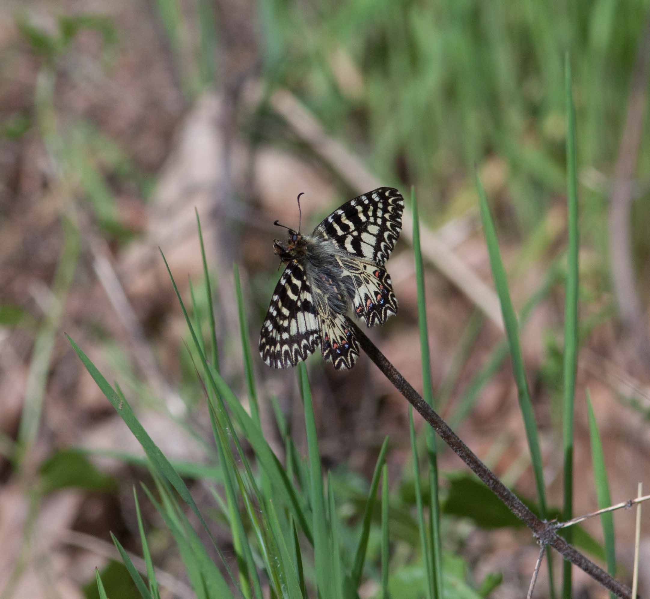 Miniature