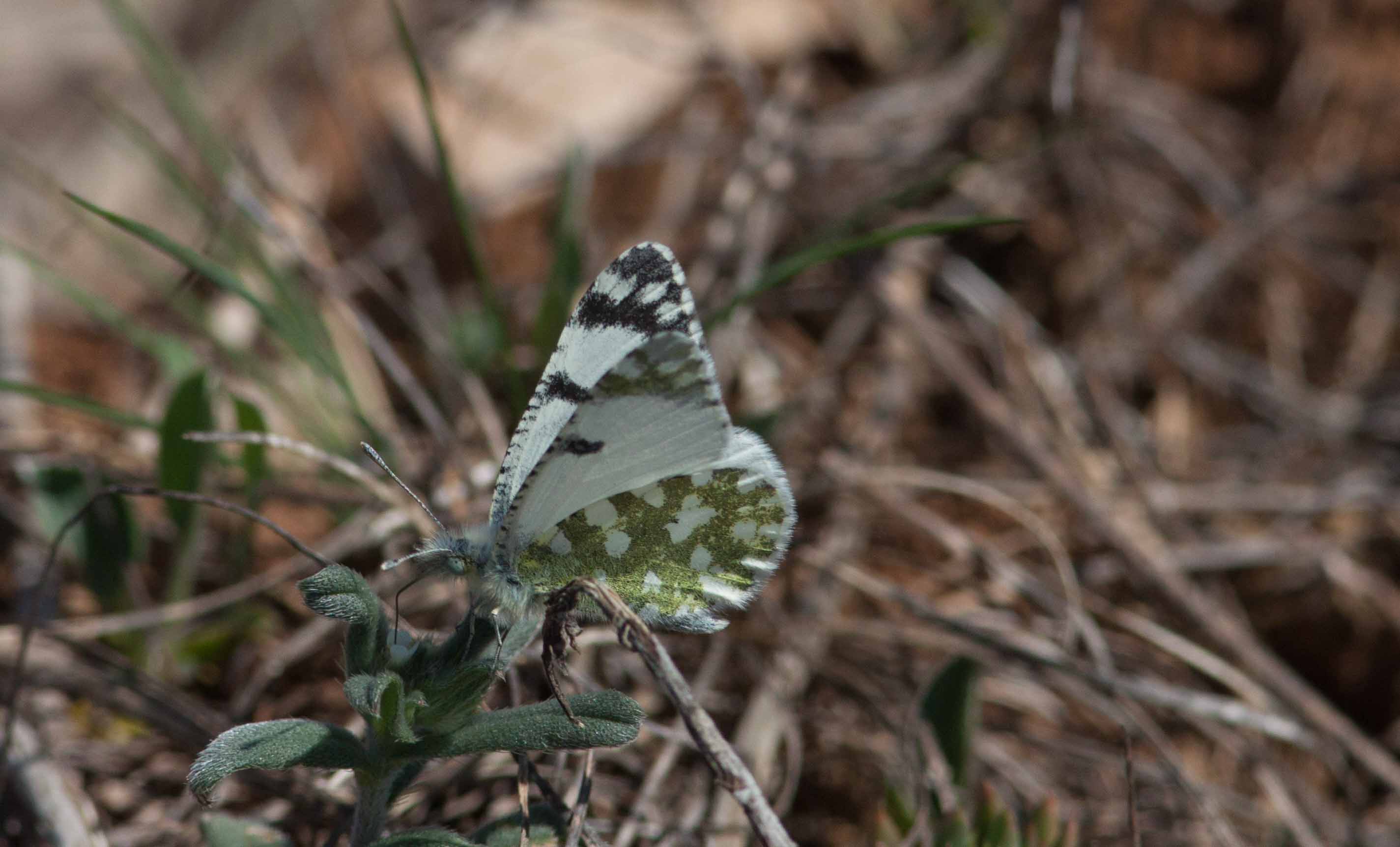 Miniature