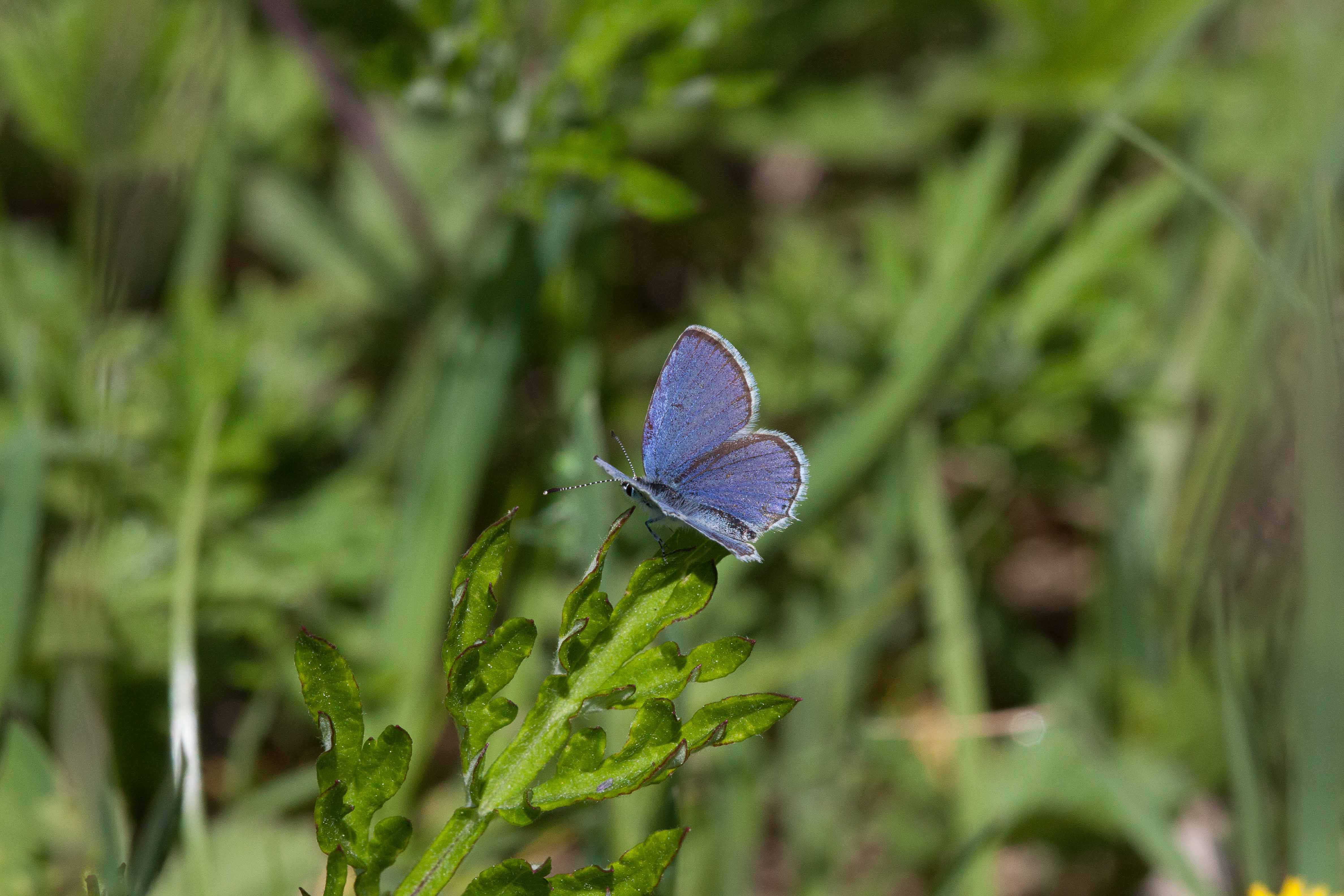 Miniature
