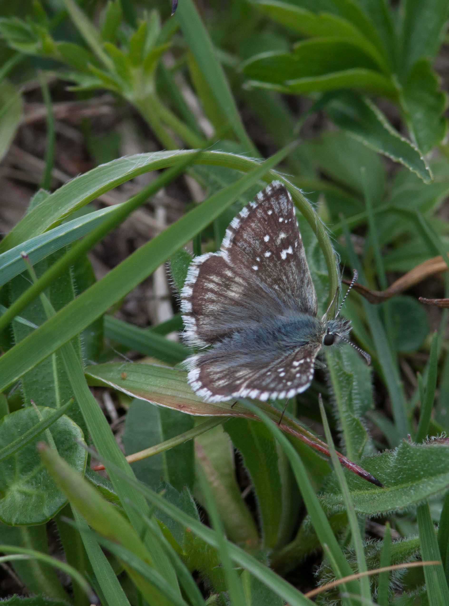 Miniature