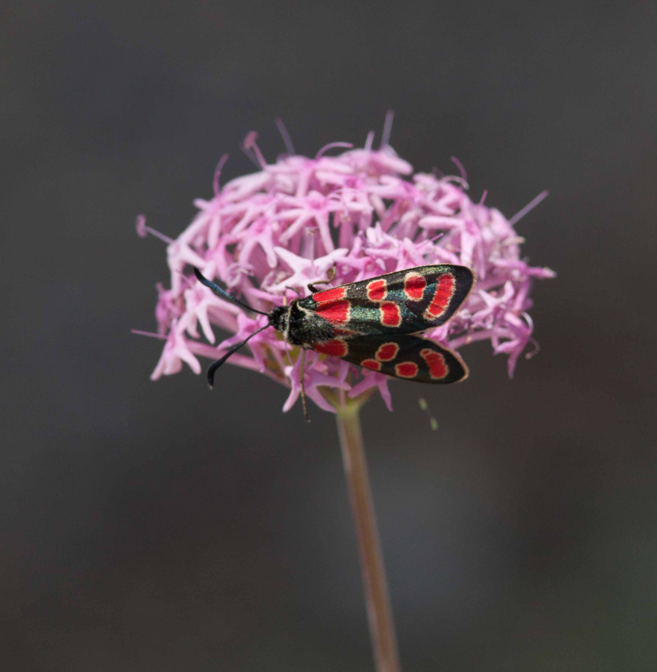 Miniature