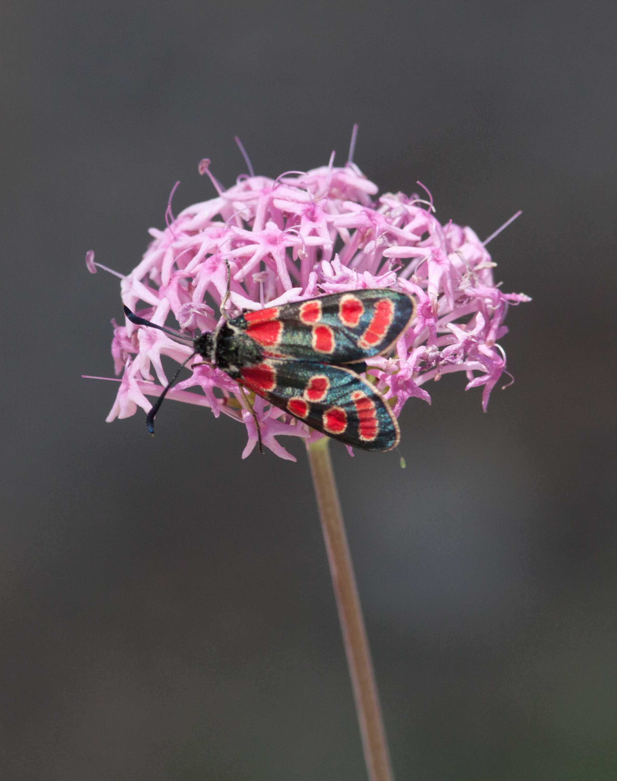 Miniature