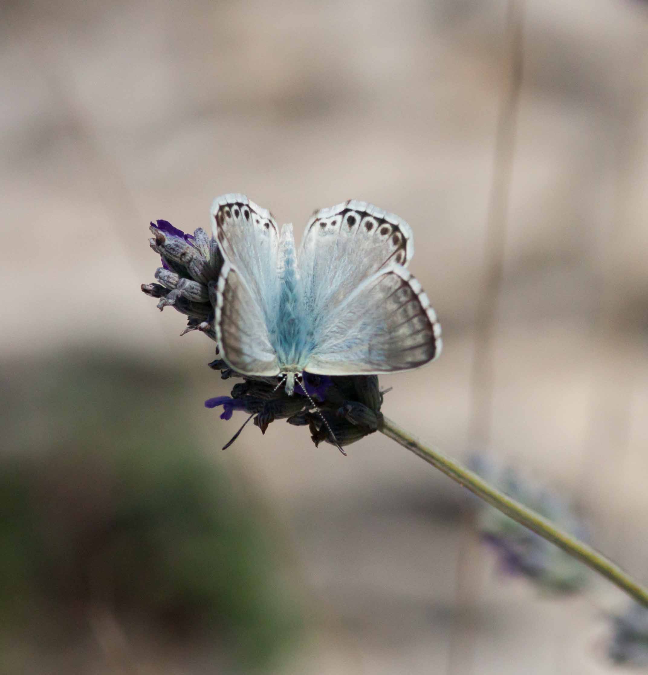 Miniature
