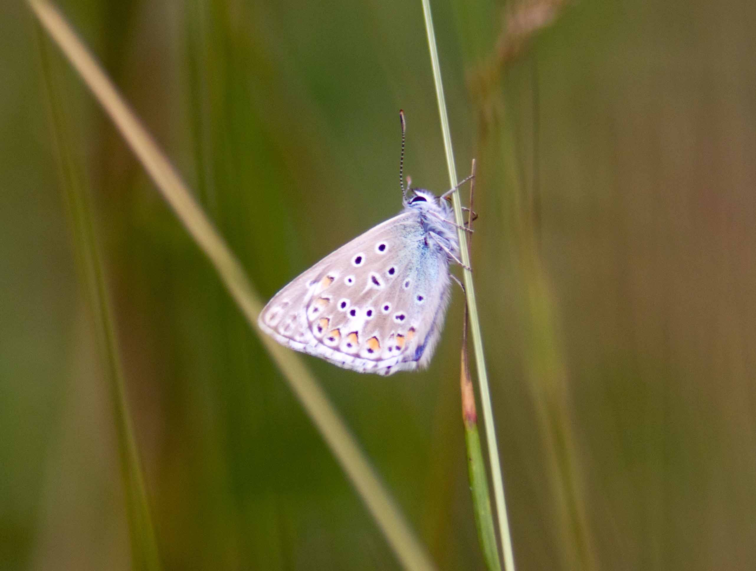 Miniature