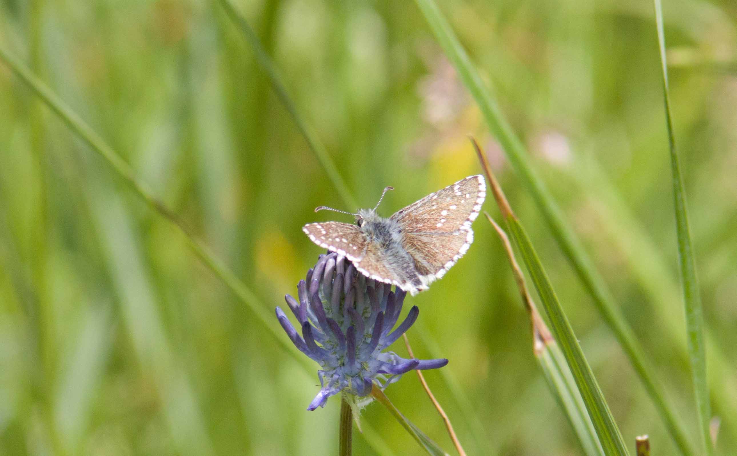 Miniature