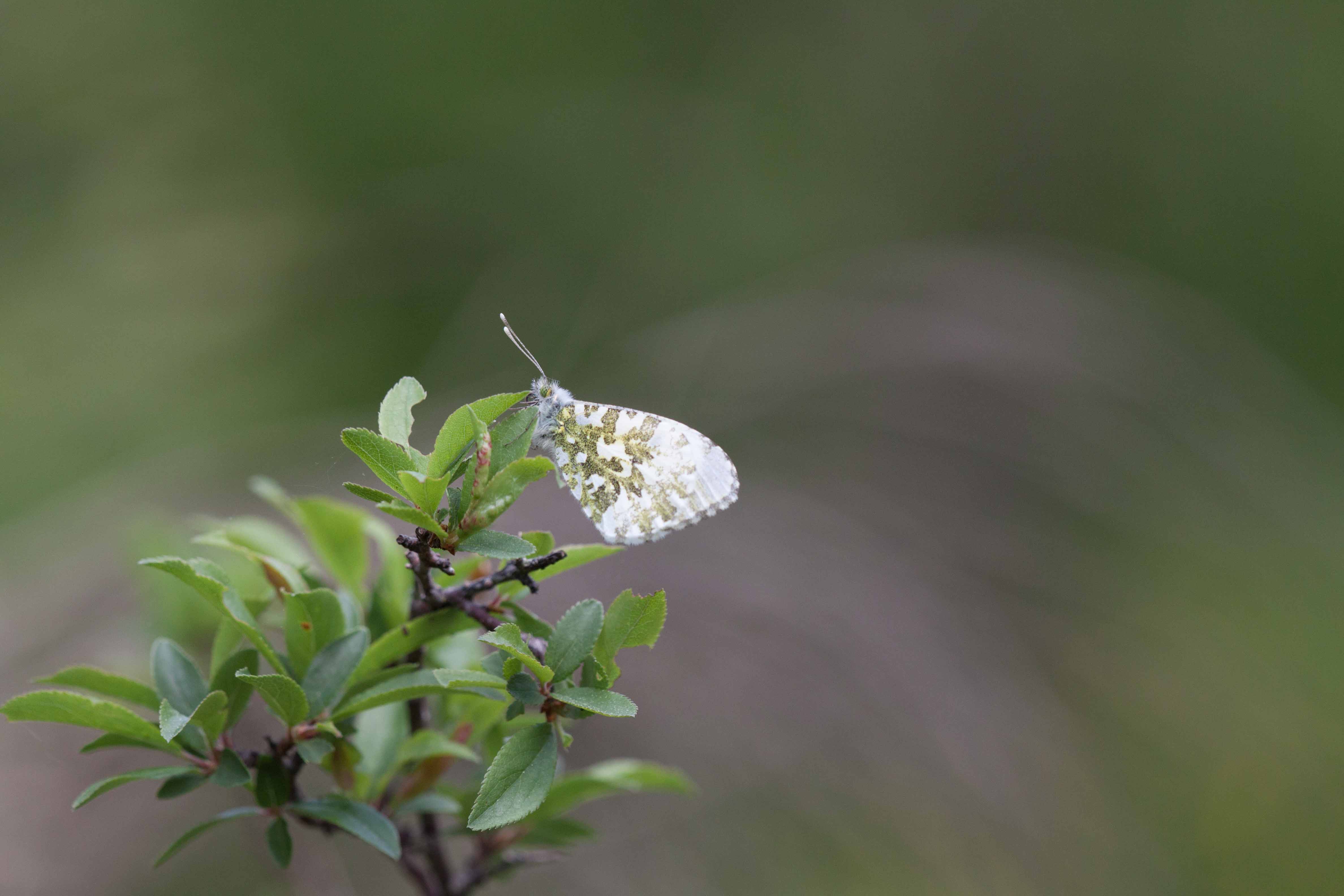 Miniature