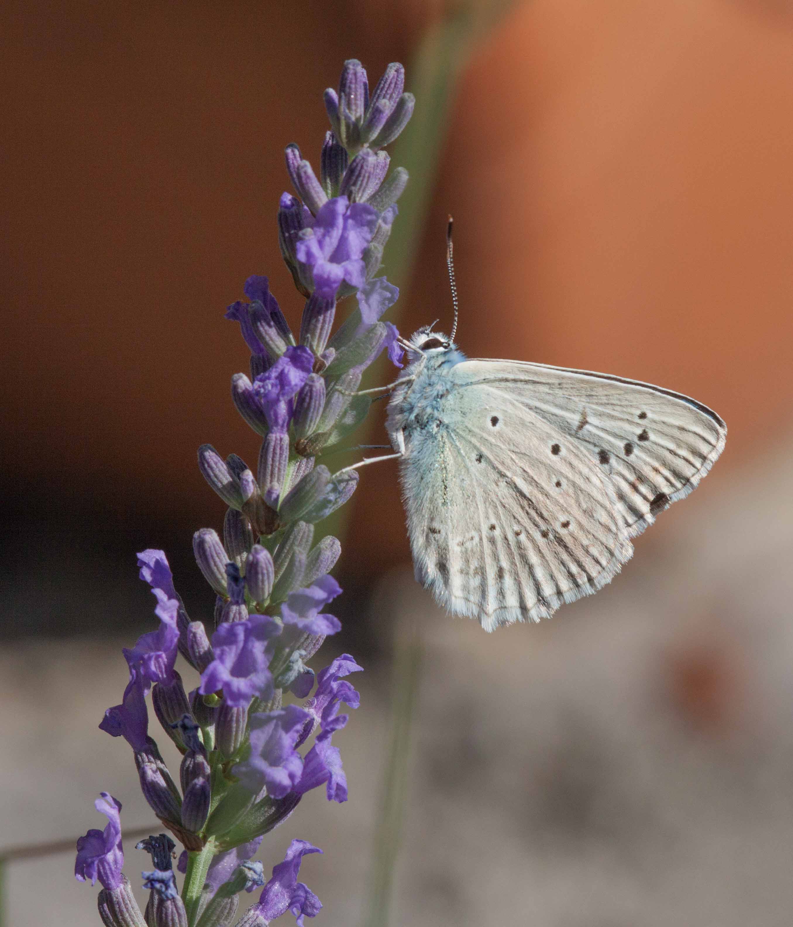 Miniature