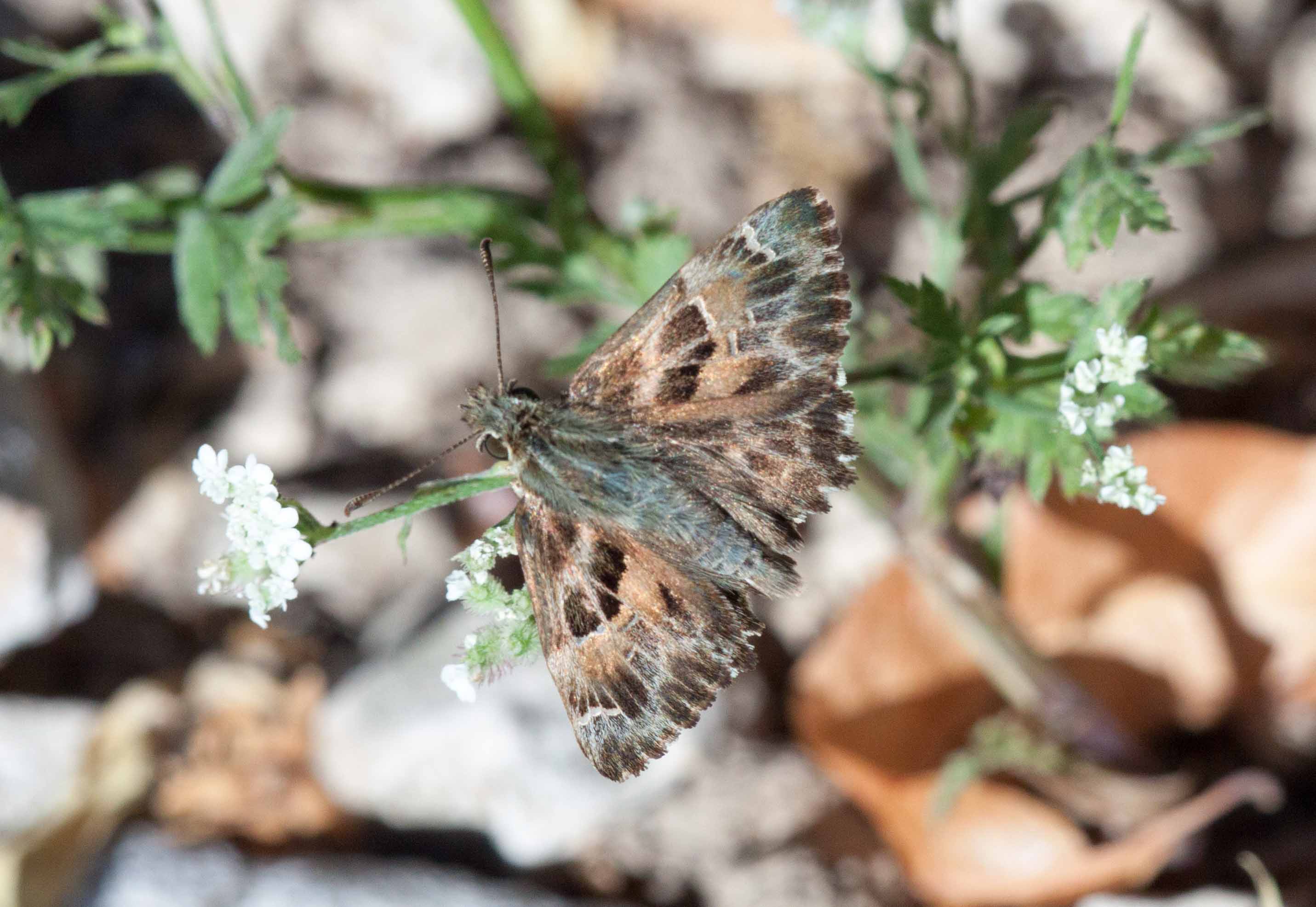 Miniature